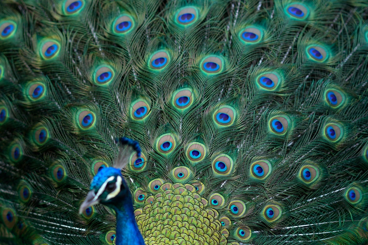 https://static.the-independent.com/2024/12/18/08/YE_Nature_&amp;_Animals_44842.jpg?width=1200&height=800&crop=1200:800