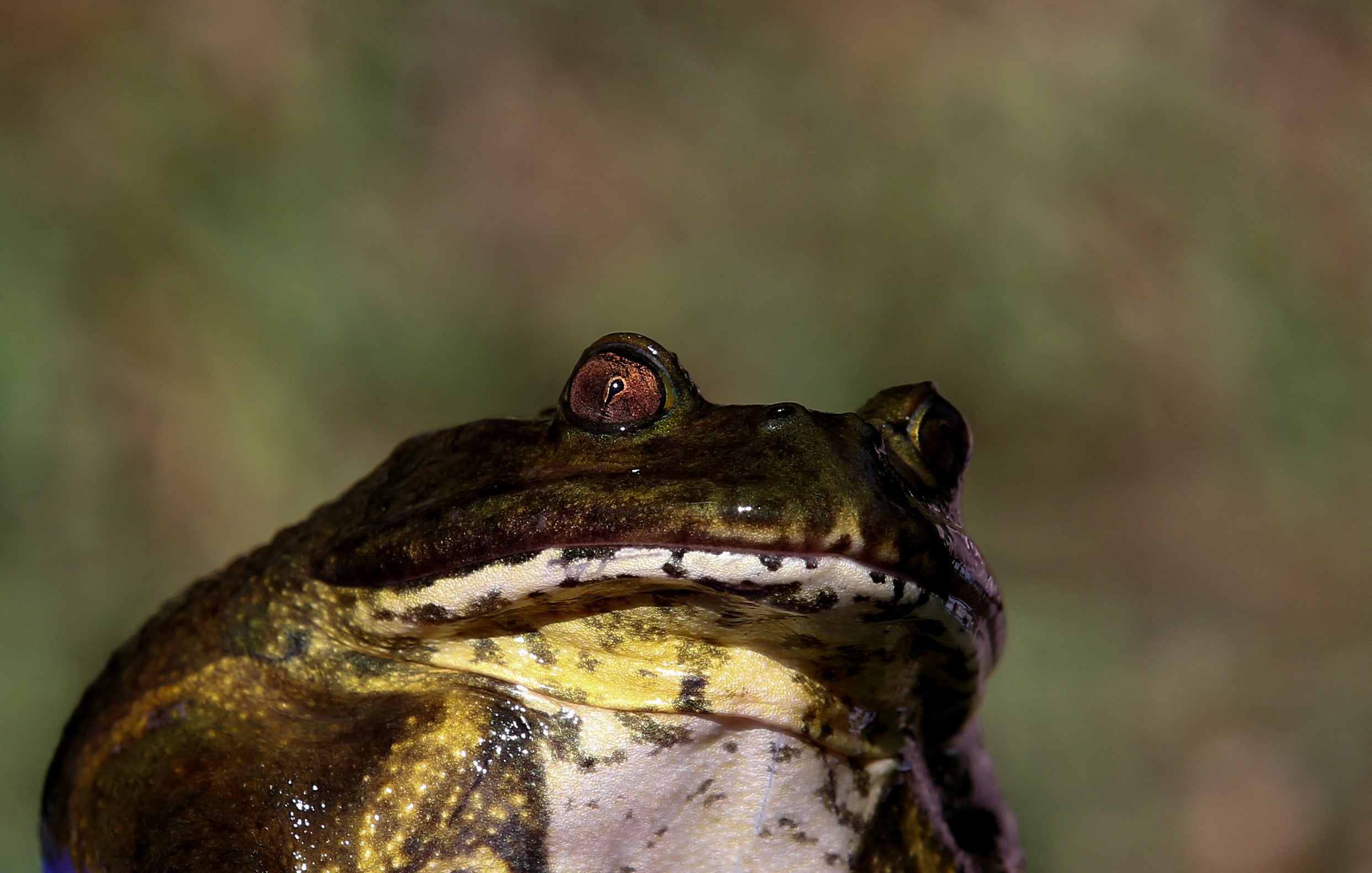 A Chilean frog (Calyptocephalella gayi) is seen in a wetland in the middle of a neighbourhood in the city of Quilpue, Chile