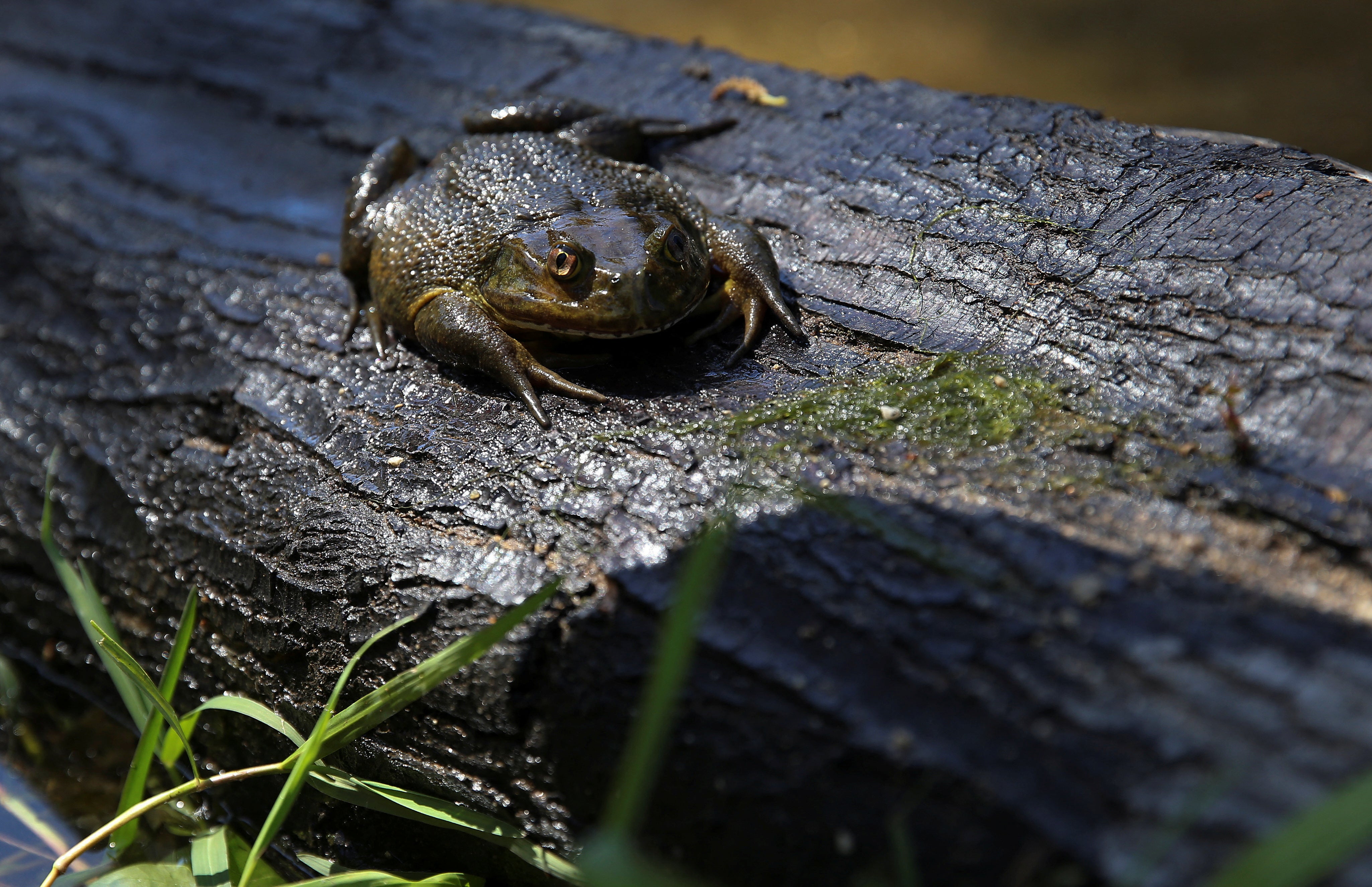 A Chilean frog (Calyptocephalella gayi) sits on a tree trunk in a wetland in the middle of a neighbourhood in the city of Quilpue, Chile