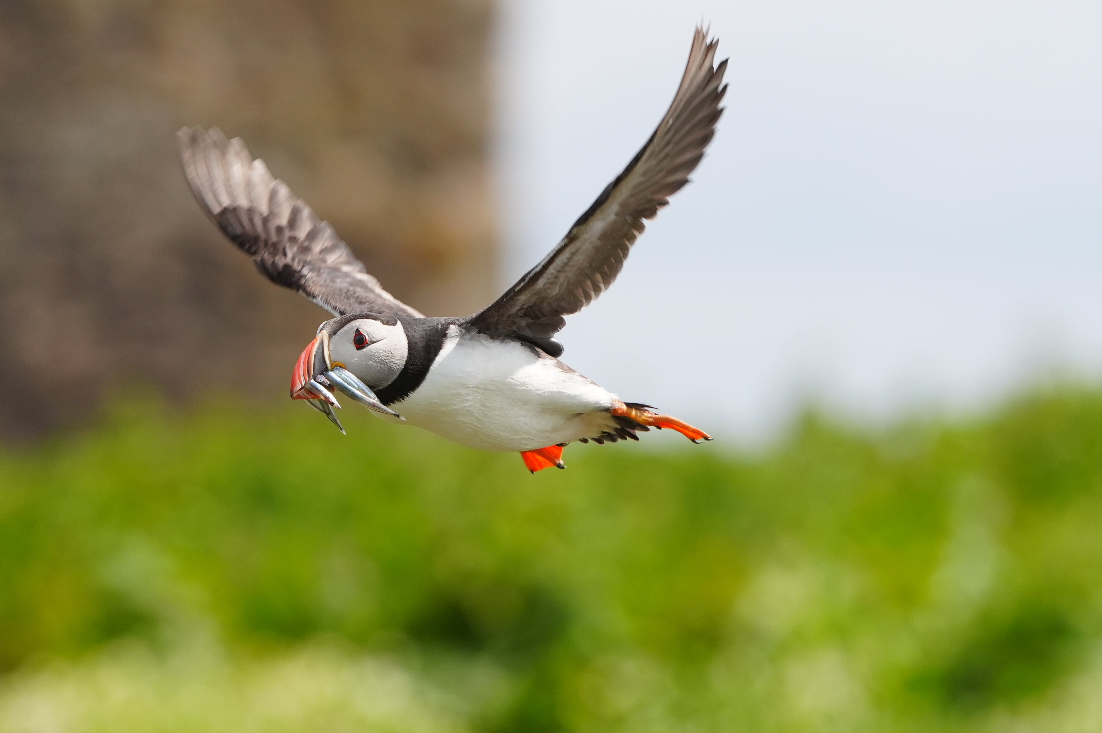 Wildlife such as puffins may be affected in the area Owen Humphreys/PA)