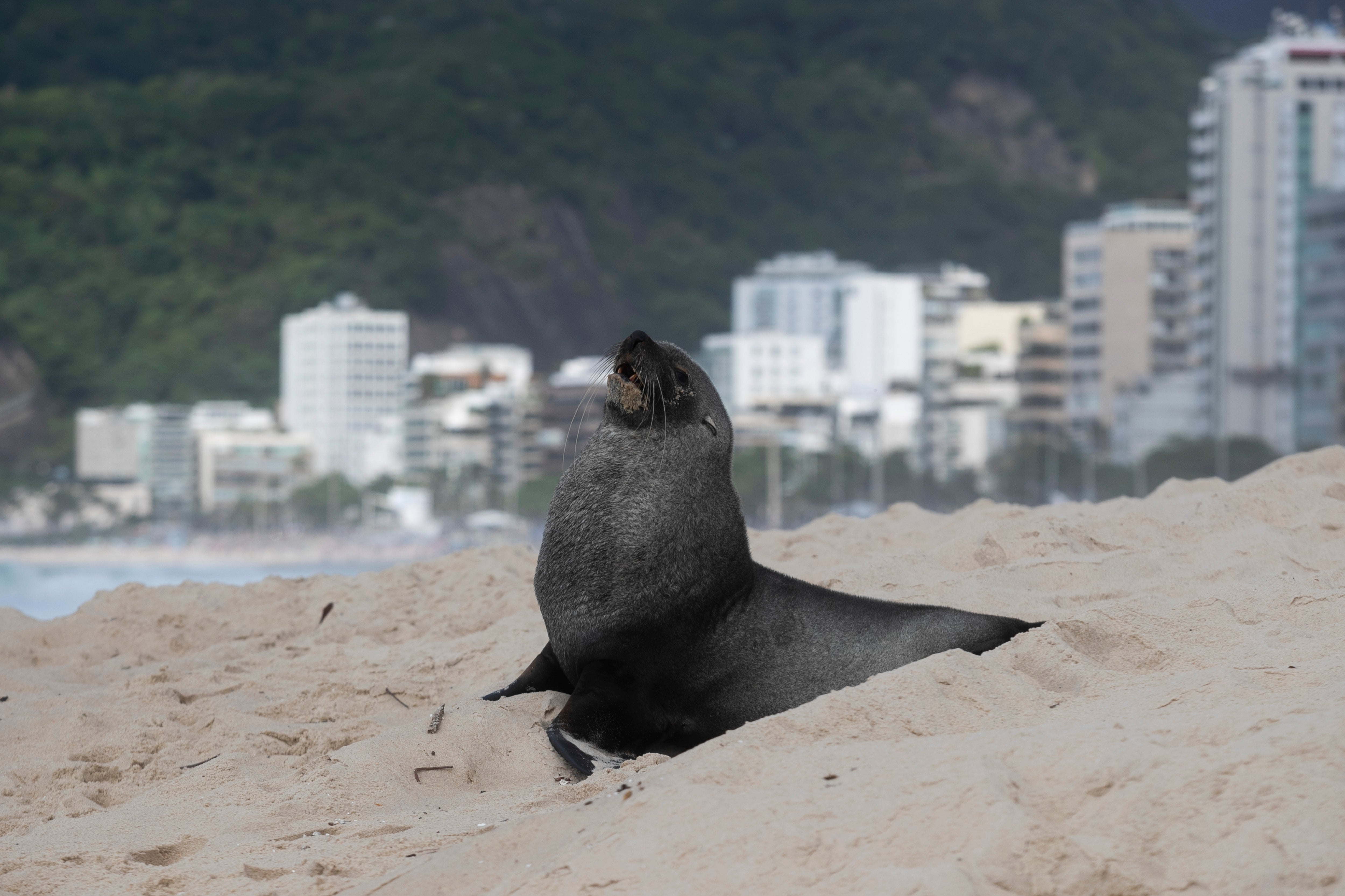 Brazil Ipanema Seal