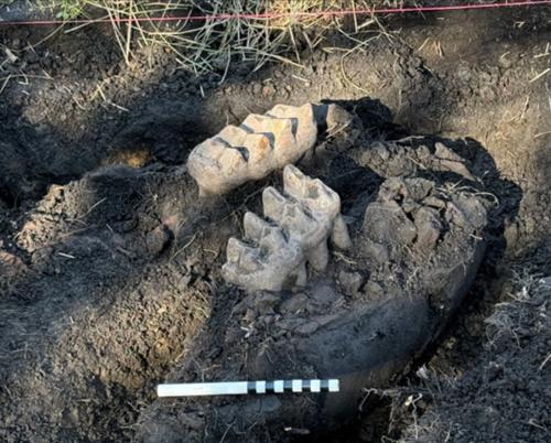 The mastodon jaw pokes out of the ground in a New York backyard. The jaw was found along bone fragments