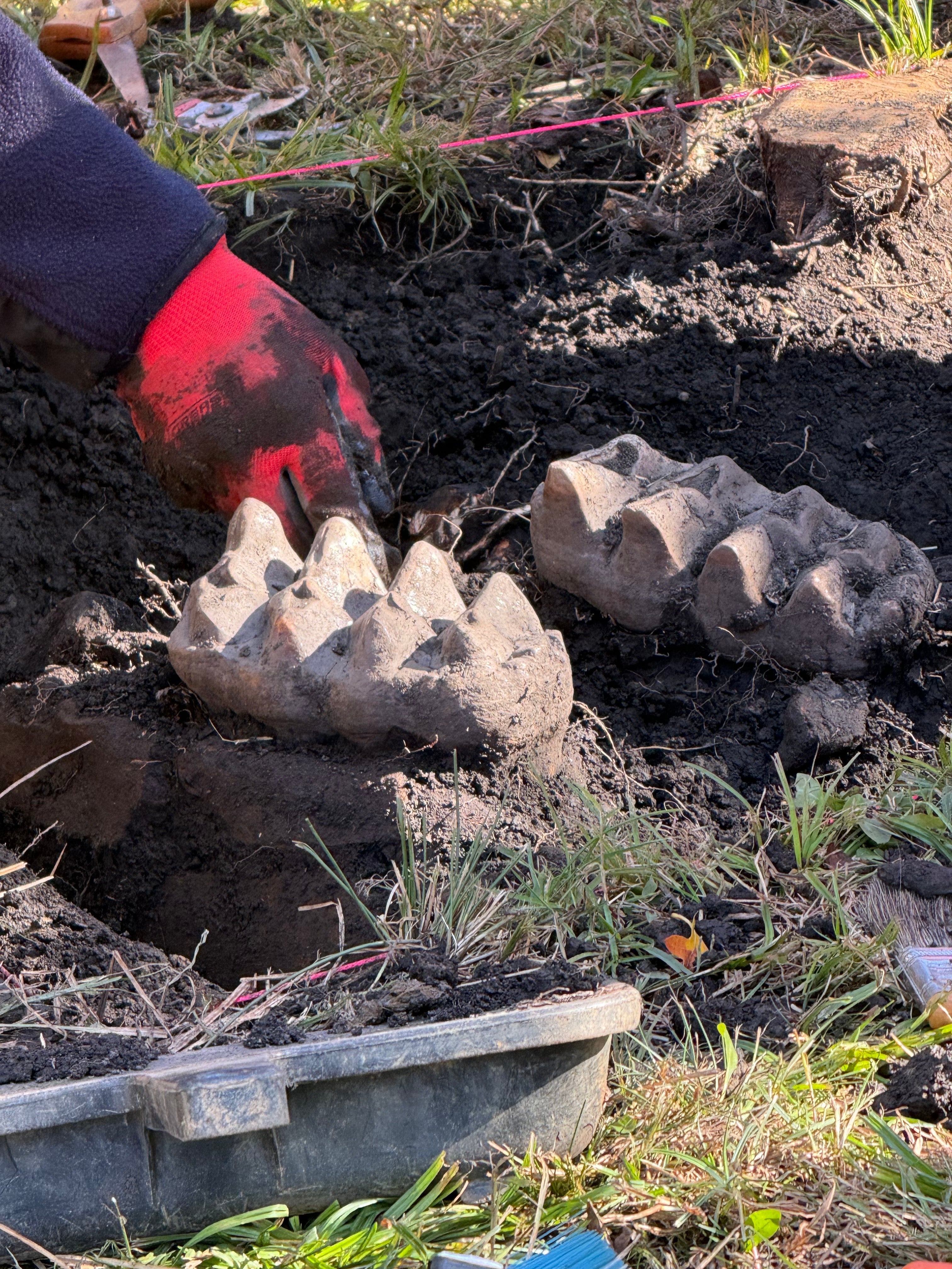 The mastodon jaw pokes out of the earth in Orange County, New York. More than 150 fossils from the prehistoric mammal have been found around the state