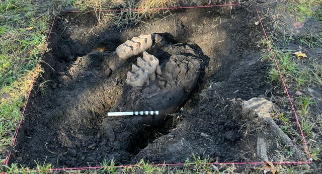 <p>The mastodon jaw pokes out of the ground in a New York backyard. The discovery is the first such finding in the state in 11 years </p>