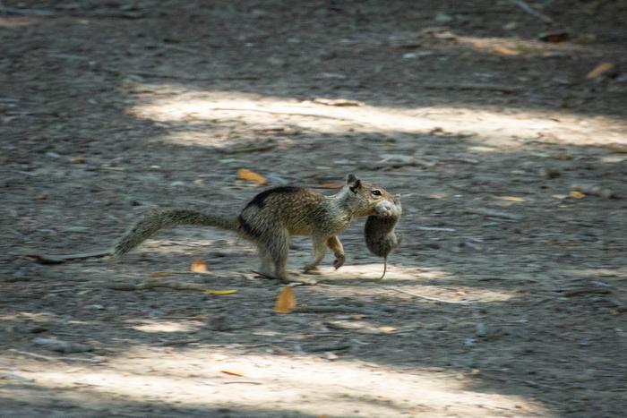 A California ground squirrel in Conta Costa County runs with a vole it hunted in its mouth. The images are some of the first documented incidences of carnivorous feeding of voles by squirrels