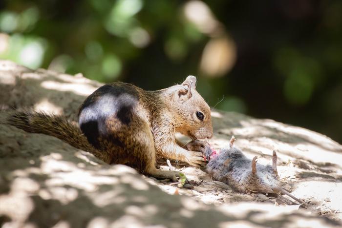 A California ground squirrel in Briones Regional Park chows down on a vole. The observations shocked scientists