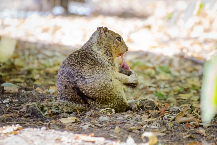 A California ground squirrel snacks on a vole in a Bay Area park. The squirrels were observed killing the small rodents last summer