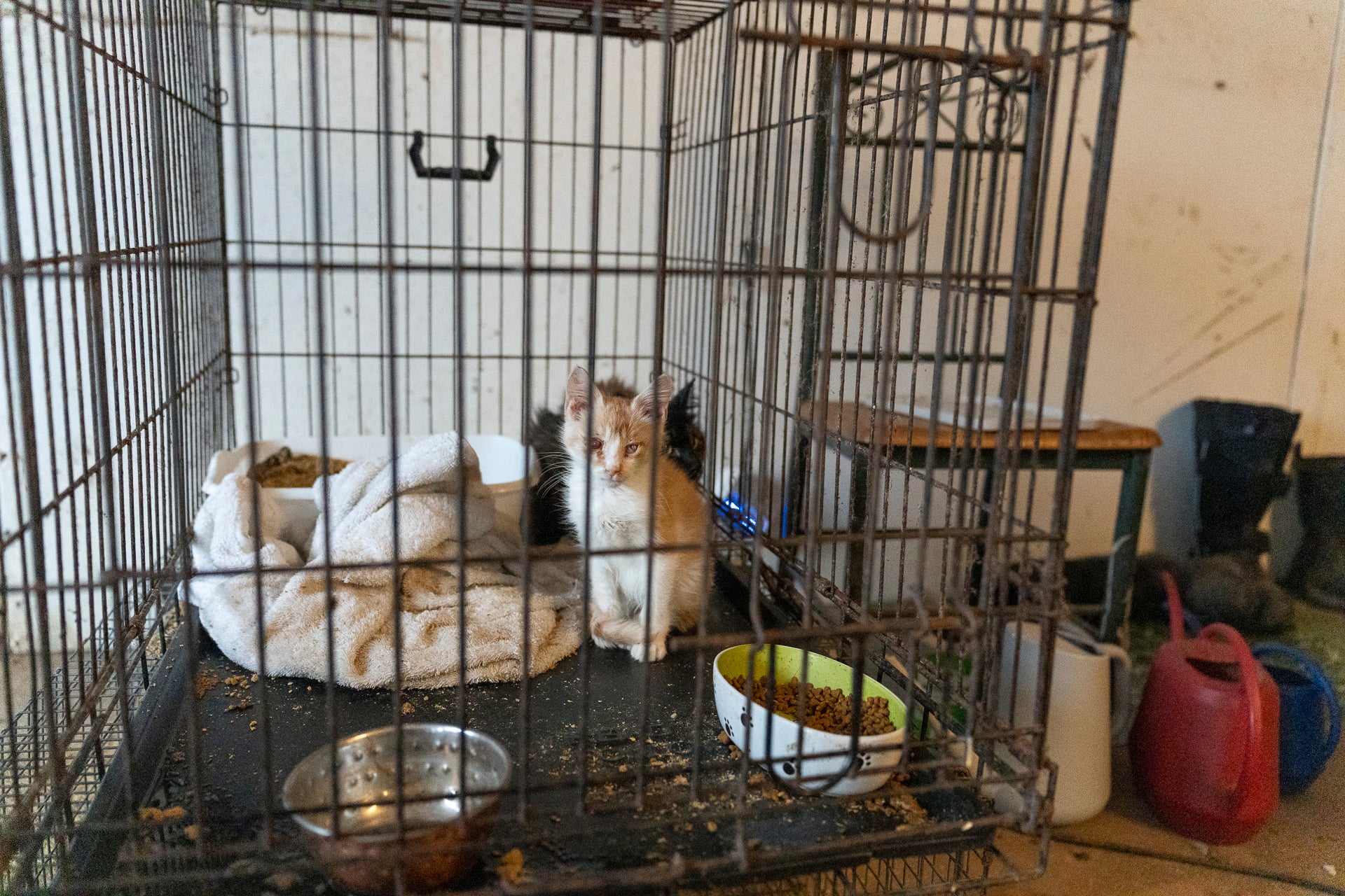 Animal Abuse Minnesota