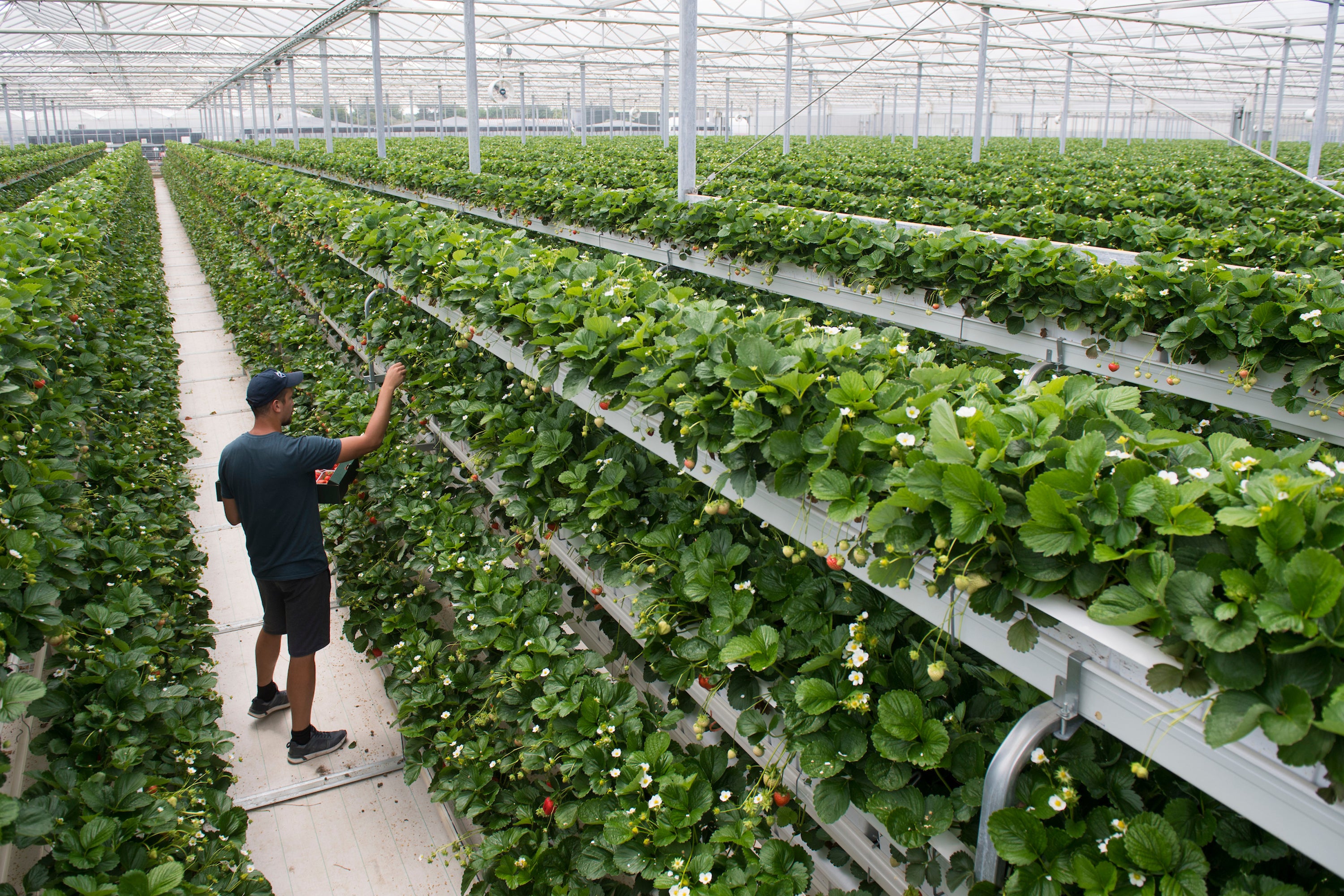 The strawberries are being grown with hydroponics – using a water-based nutrient solution instead of soil (Tesco/Ben Stevenson’s Media/PA)