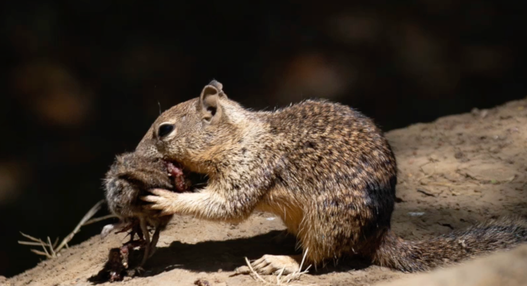 California ground squirrel consuming freshly hunted adult California vole