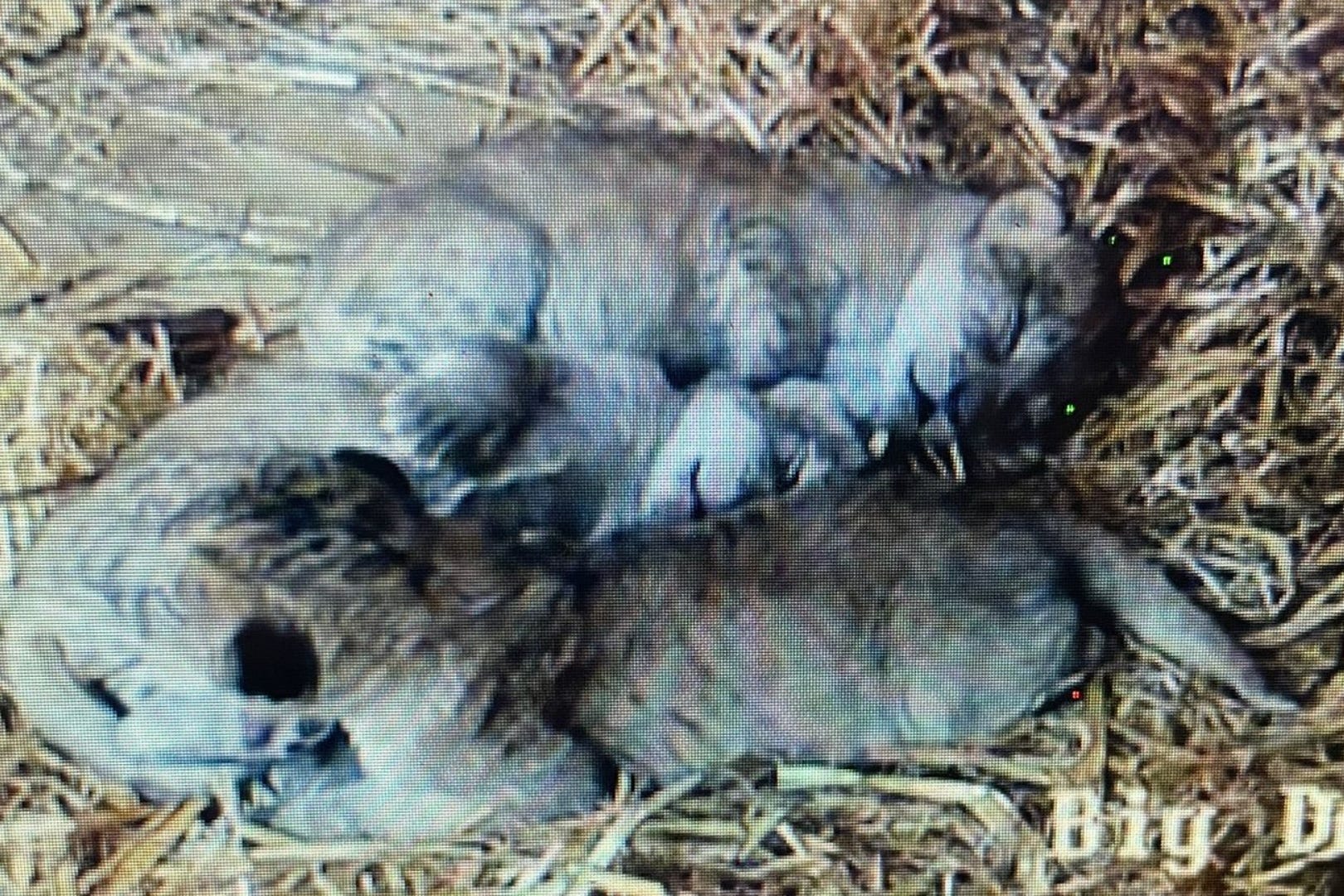 The three cubs are yet to be named, with keepers unable to confirm the cubs’ sexes until their first vet check and vaccinations (Whipsnade Zoo/PA)