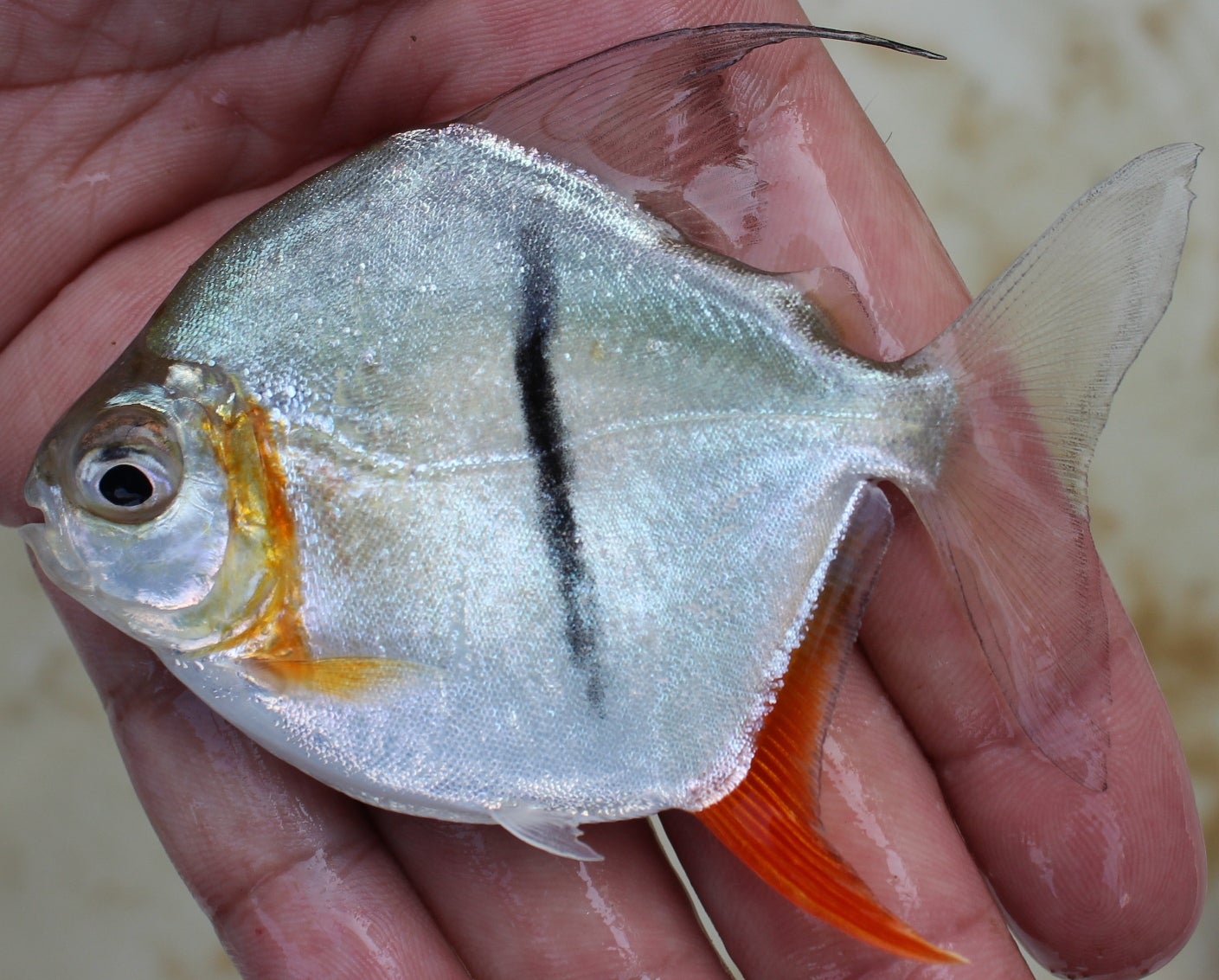 Myloplus sauron, a vegetarian piranha from the Amazon