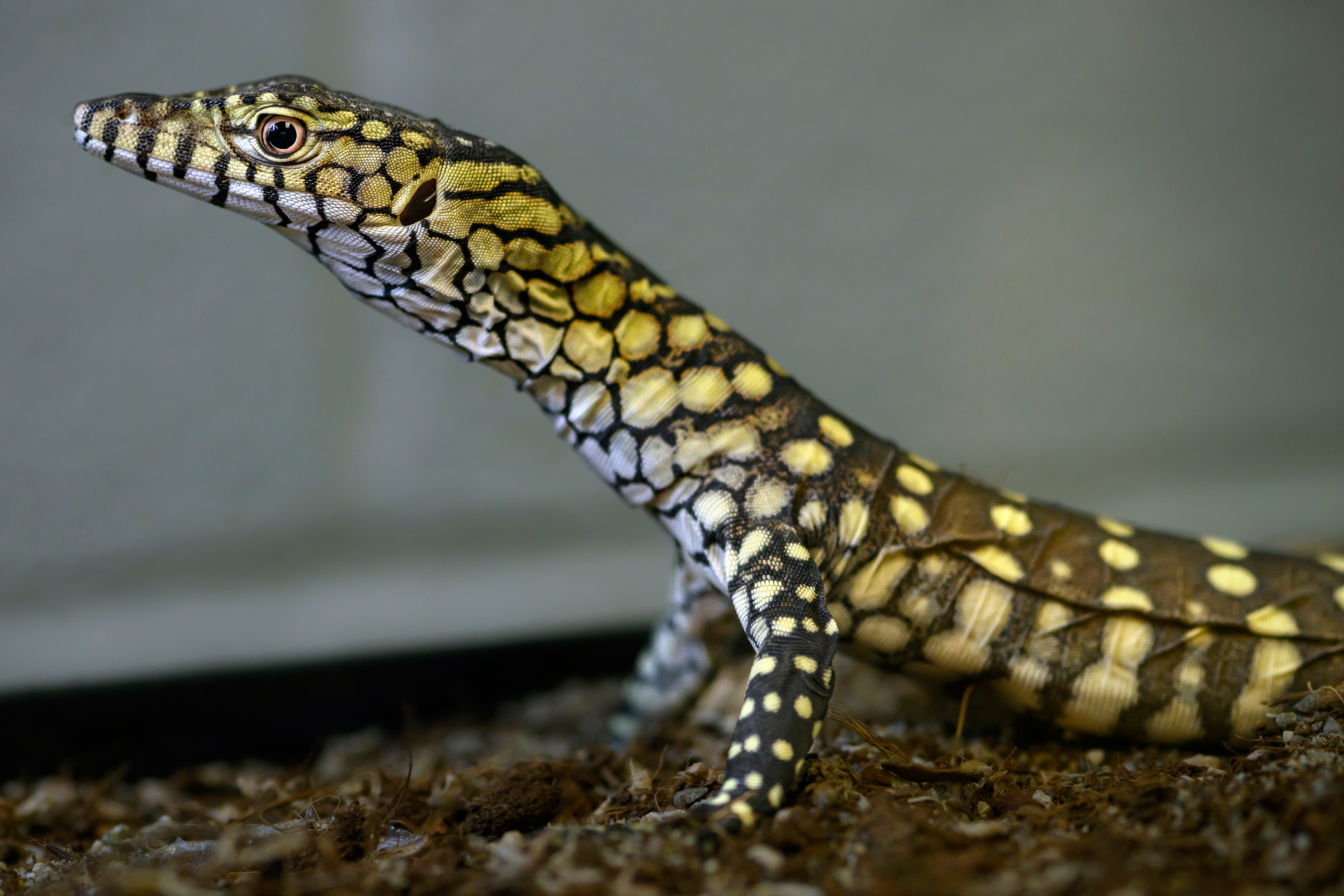 California Zoo Lizard Hatchlings