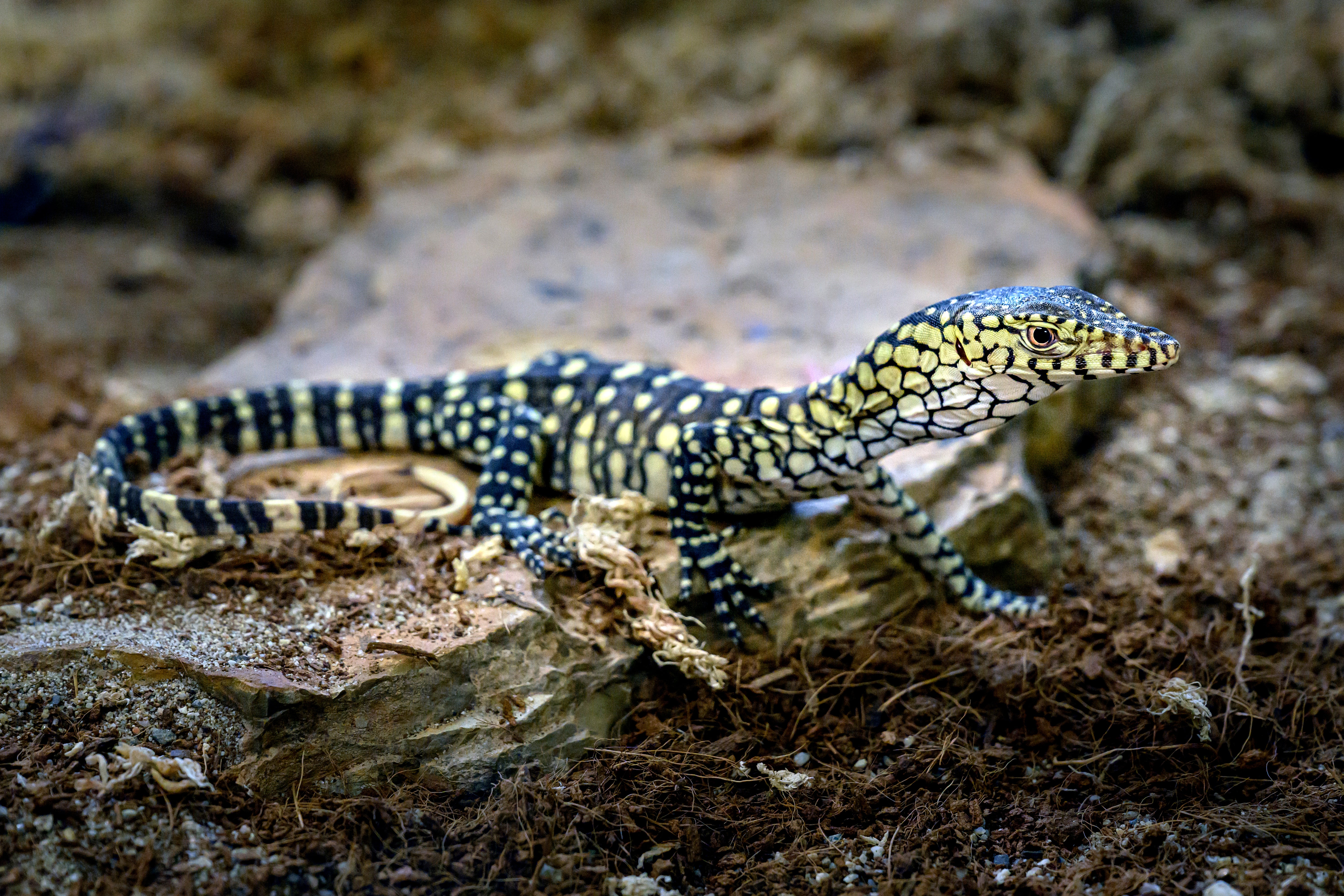 California Zoo Lizard Hatchlings