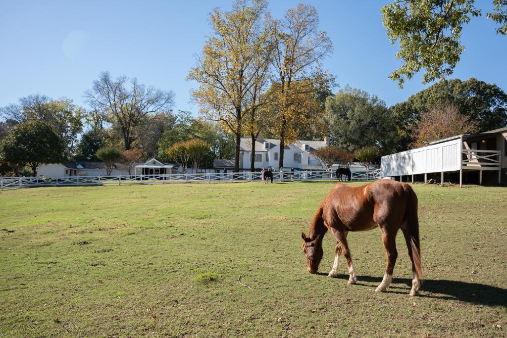 The stables at Graceland – Elvis developed a passion for horses while on film sets