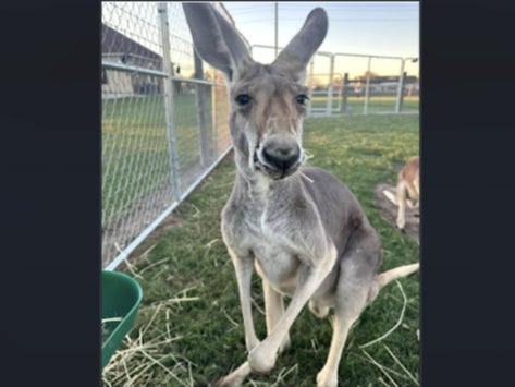 Rowdy the kangaroo. pictured here before he escaped his pen in Sealy, Texas, in December 2024. Residents around Sealy have been searching for the roo since his escape