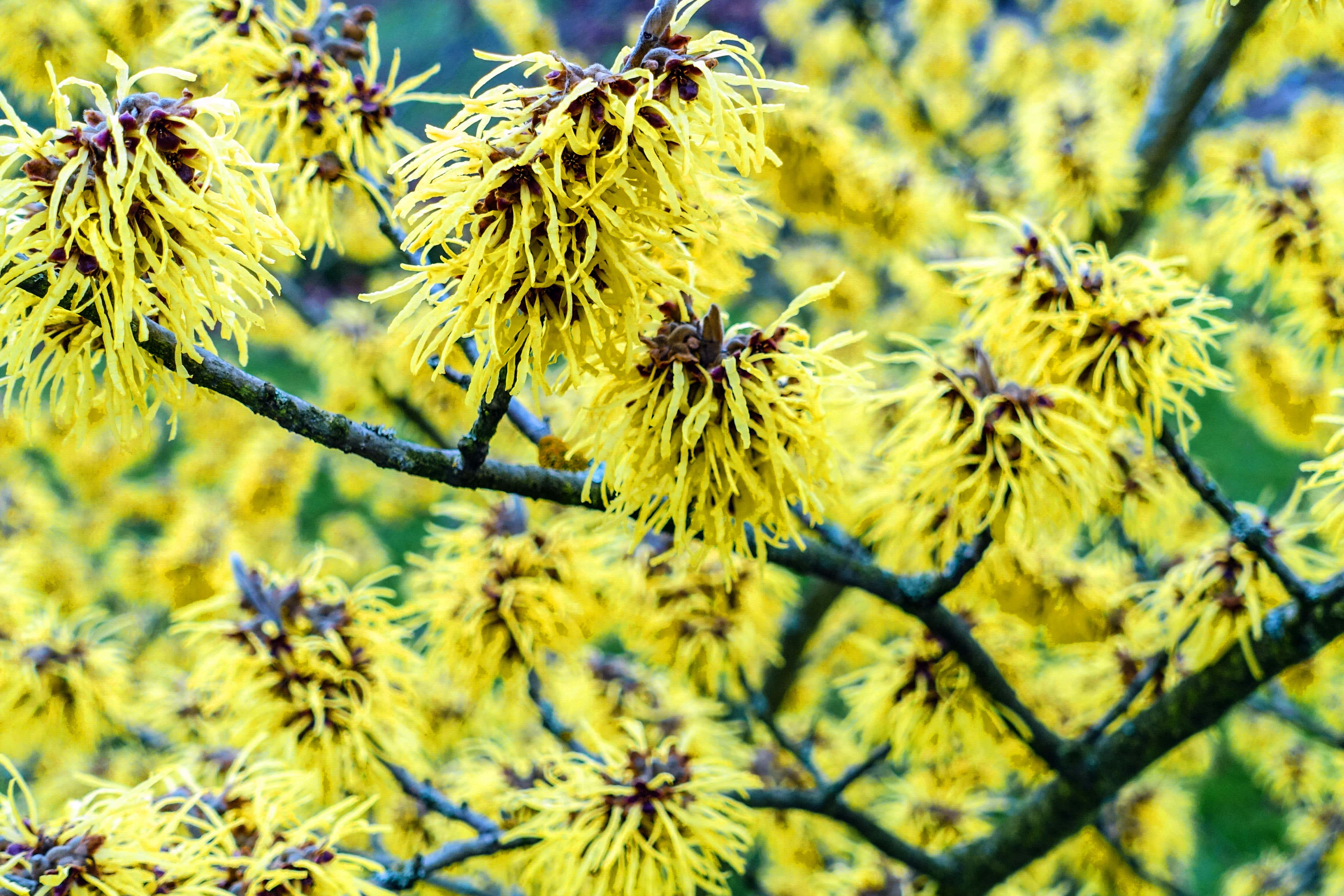 These plants will provide a gorgeous aroma in your garden this winter (Alamy/PA)