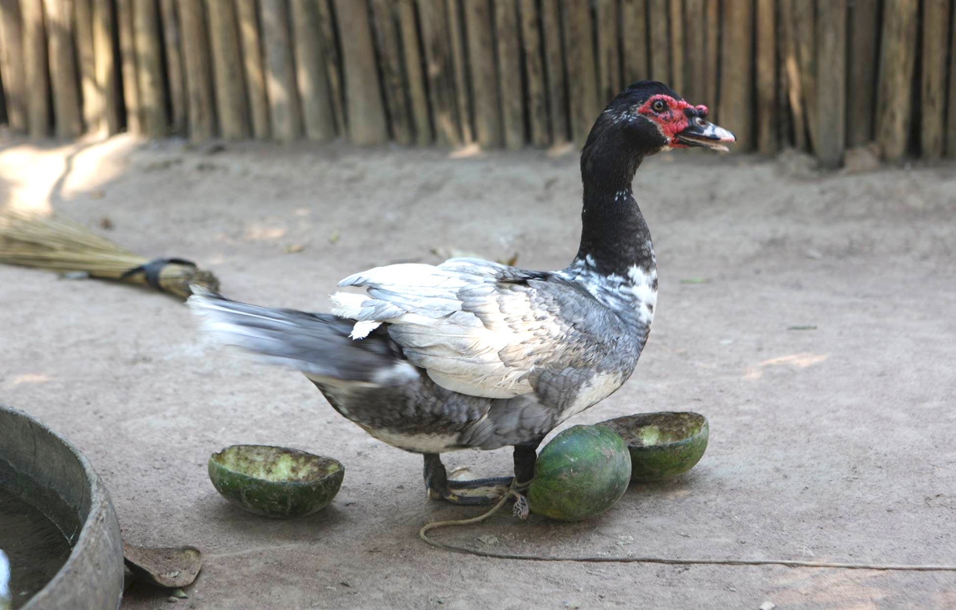 Ducks were probably also kept like this in Amazon Basin during pre-Hispanic times