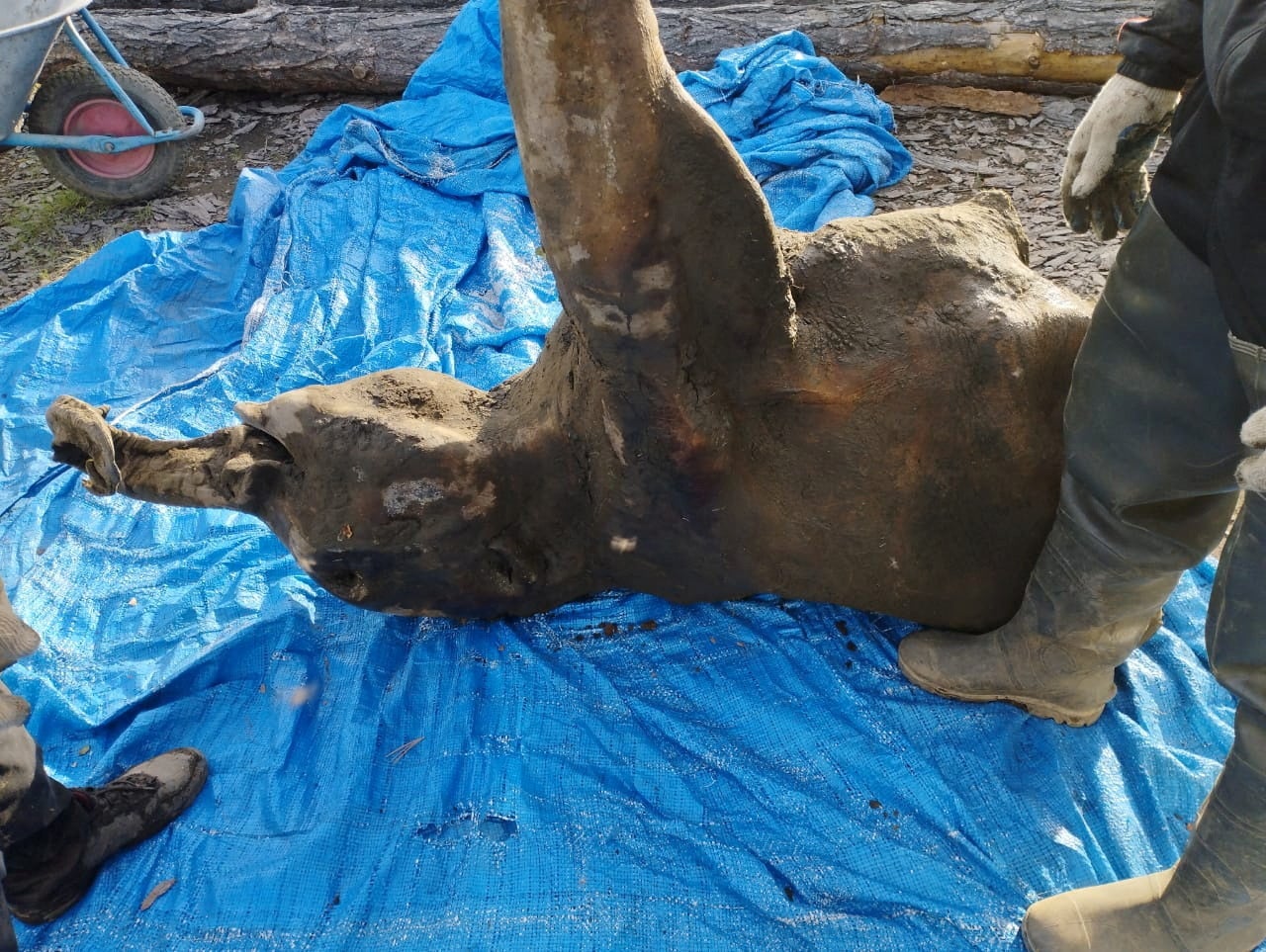 The carcass was brought to the surface on an improvised stretcher and is now undergoing tests by researchers