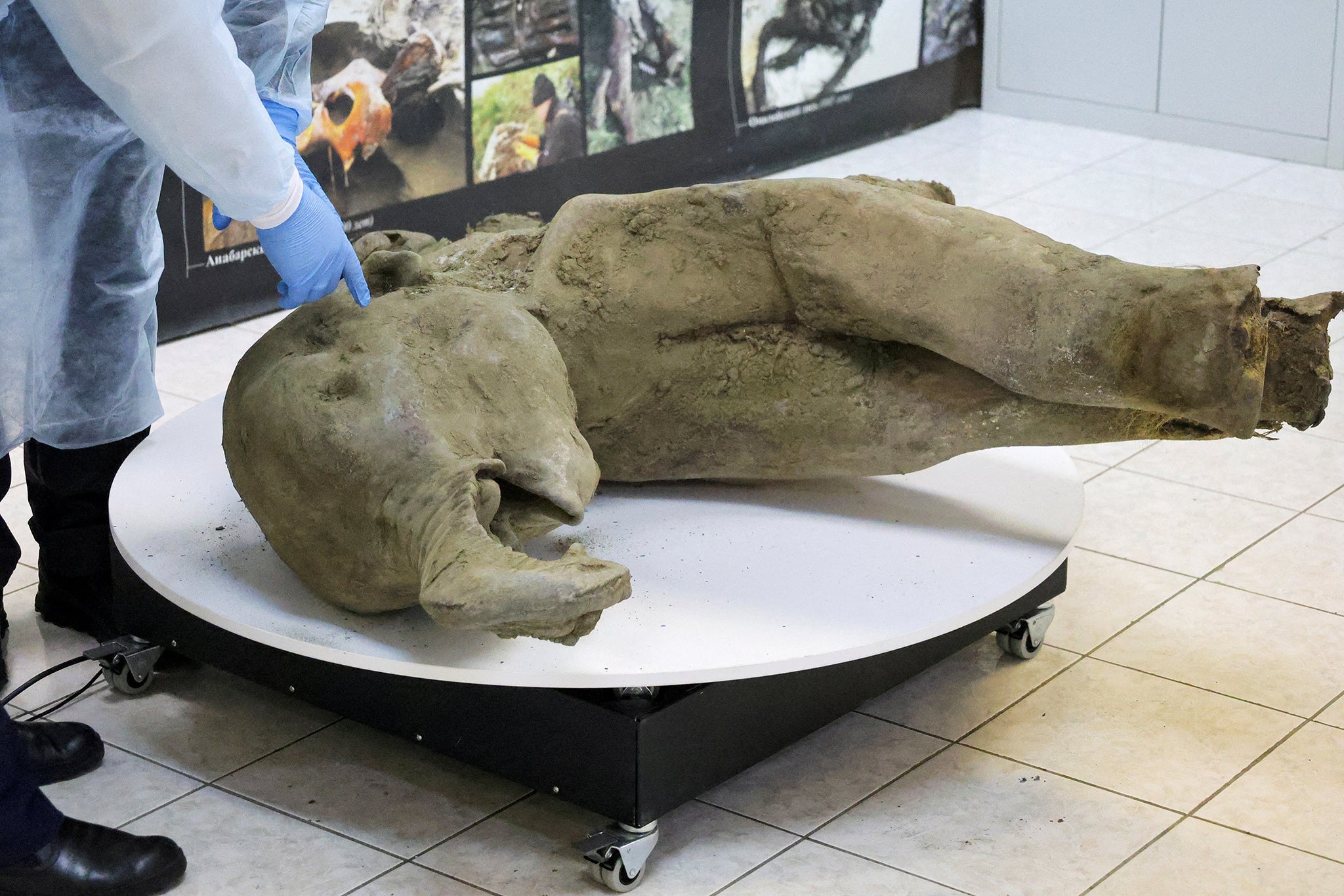 The baby mammoth is one of the best-preserved mammoth carcass in the world