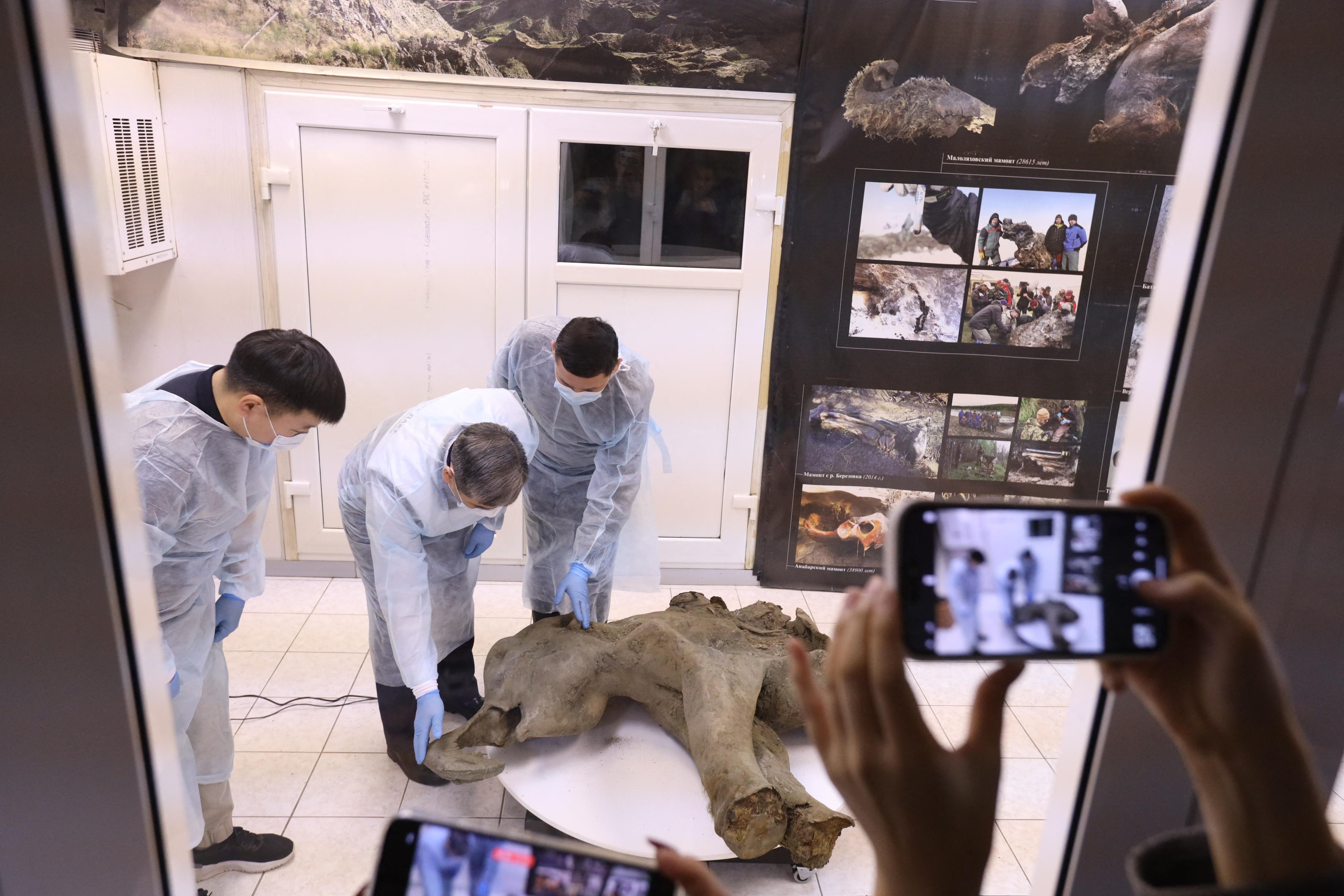 Scientists inspect the 50,000-year-old baby mammoth carcass in Siberia