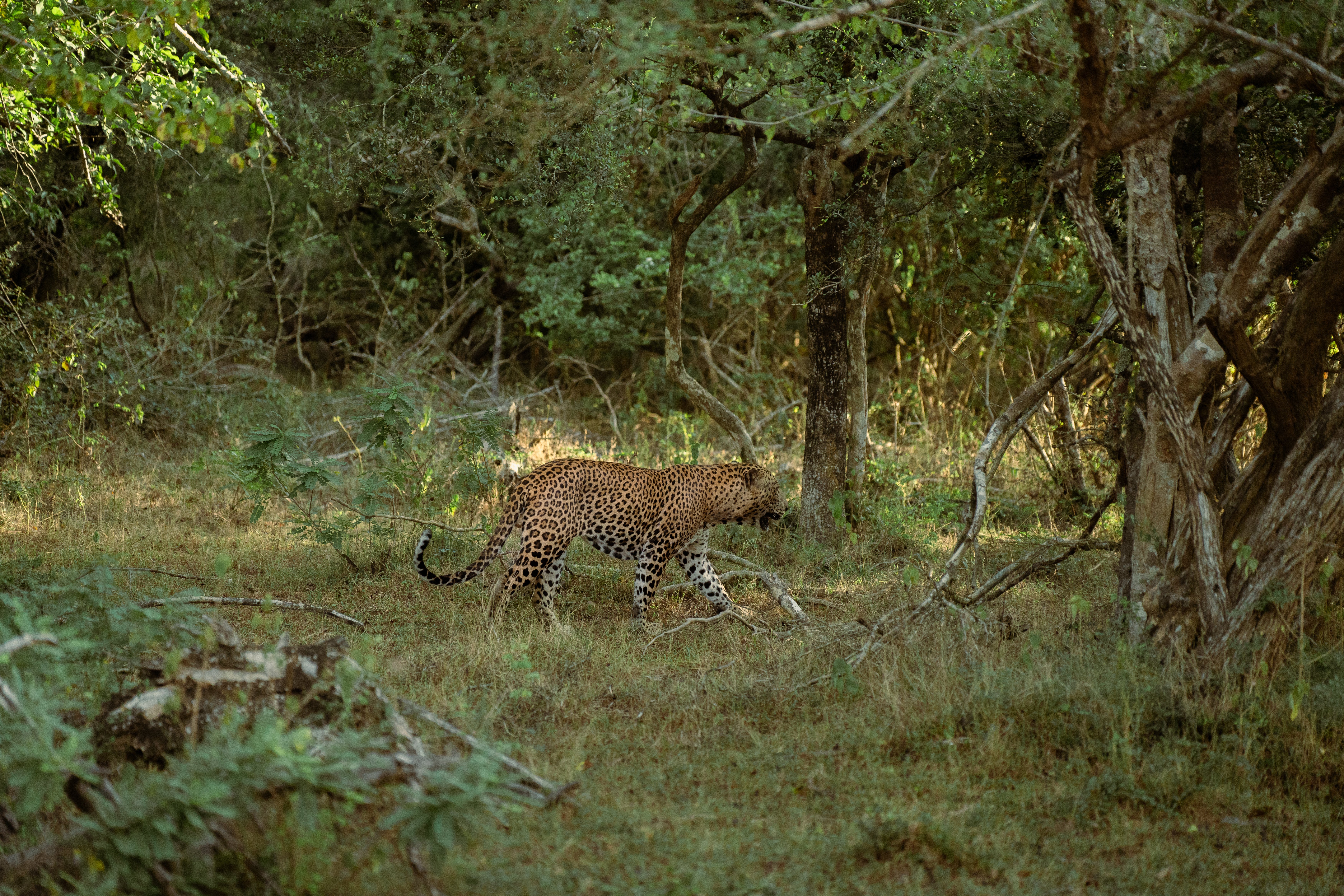 The elusive leopard can be hard to spot on a safari