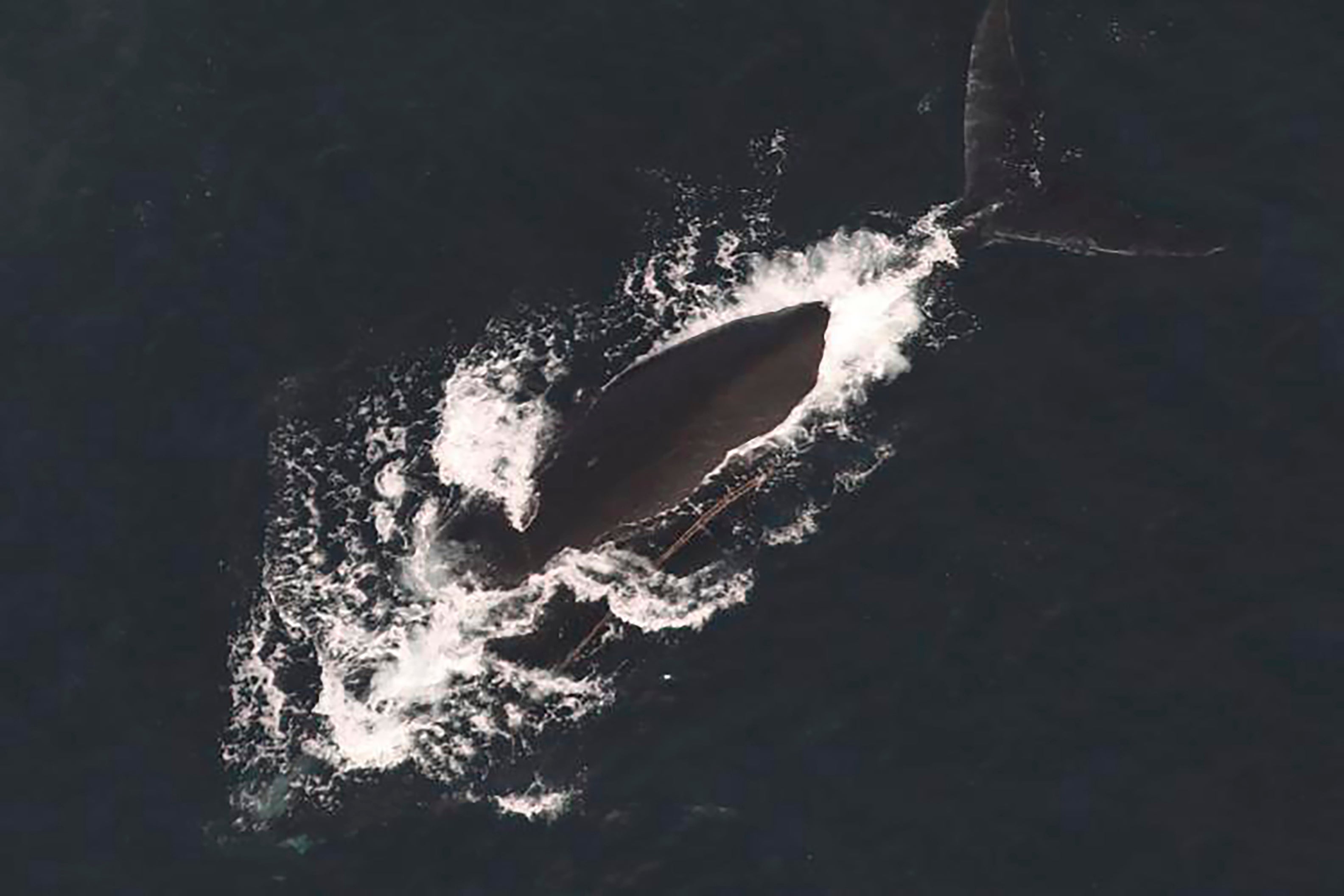 Entangled Whales