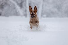 Can and should you walk your dogs in the snow and freezing temperatures?