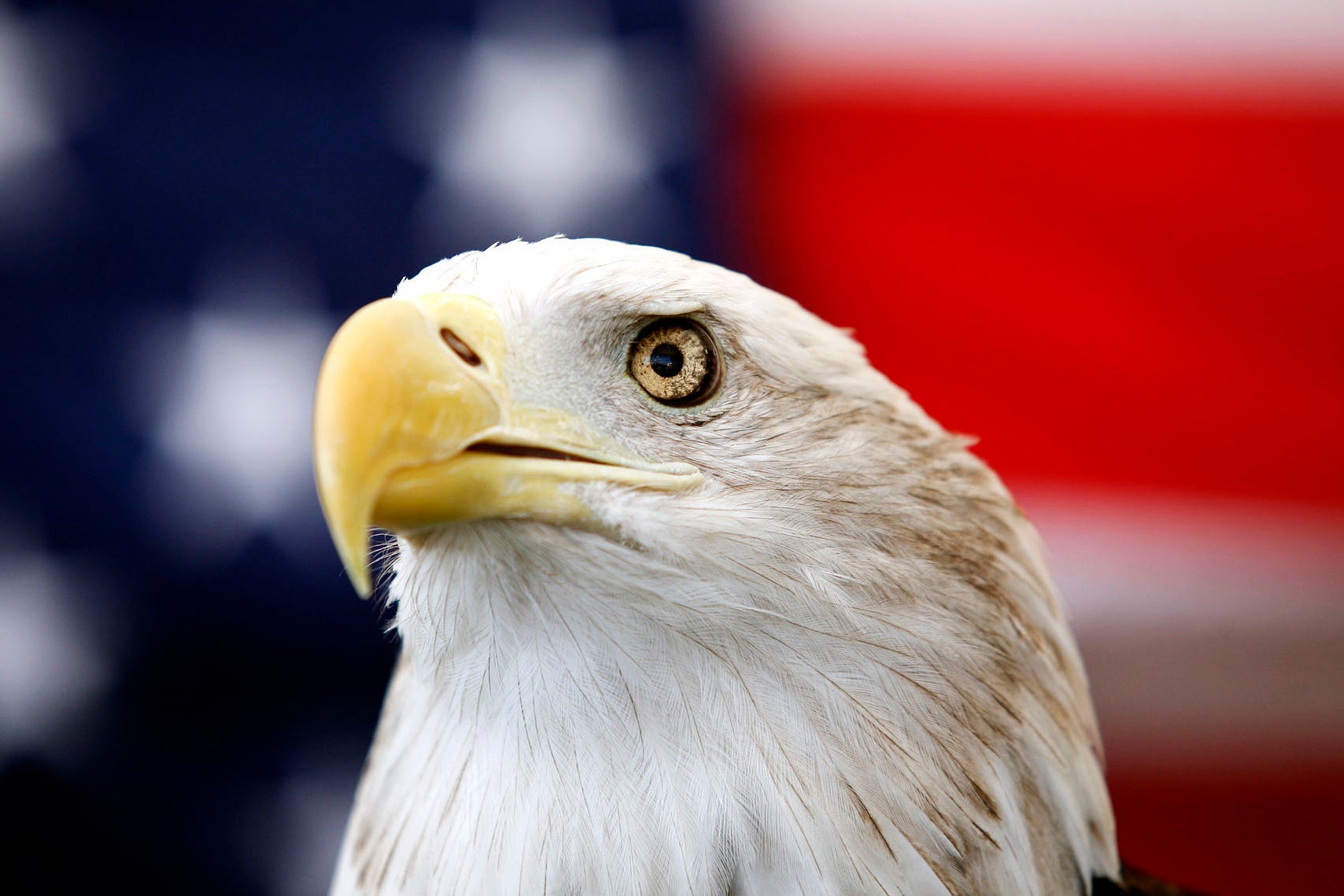 Biden-Bald Eagle-National Bird