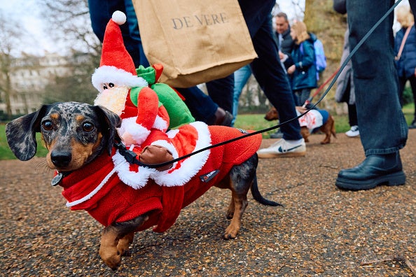 A dachshund wearing a festive coat takes part in the Christmas Hyde Park Sausage Walk in Hyde Park, central London