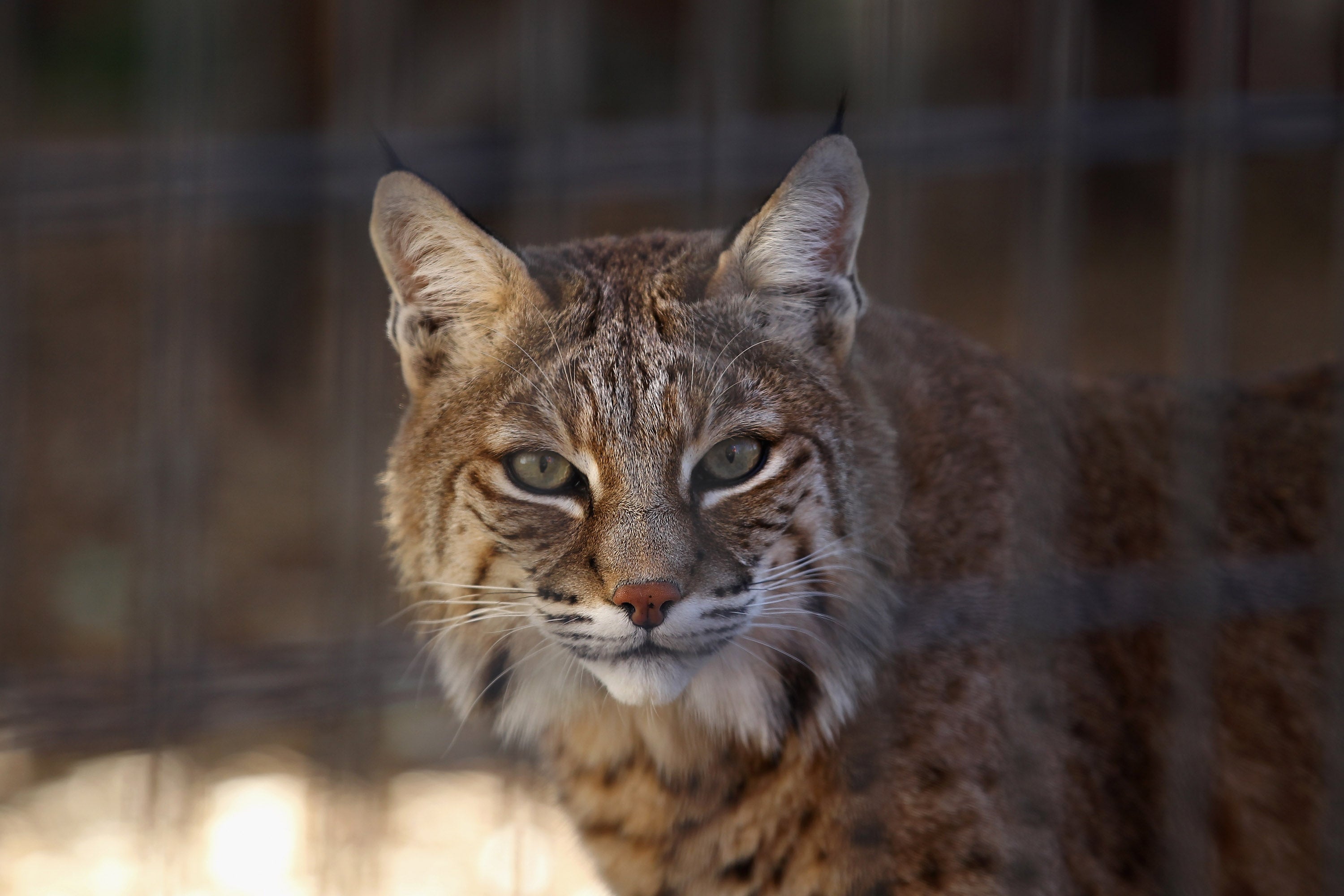 A bobcat pictured at a sanctuary in Colorado. Four bobcats are among those now dead after bird flu swept through the Wild Felid Advocacy Center of Washington