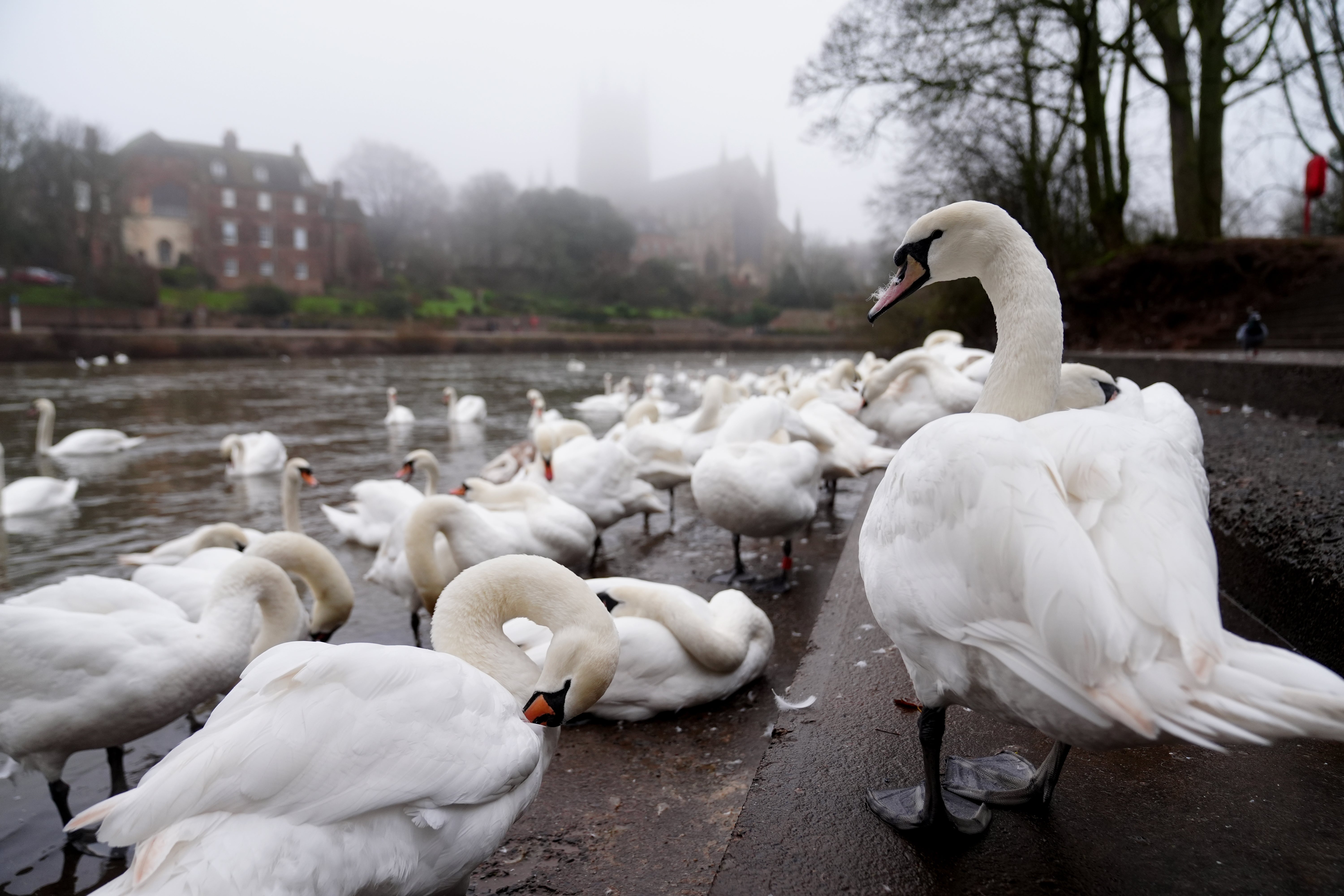 Swans gather near a lake during misty weather in Worcester