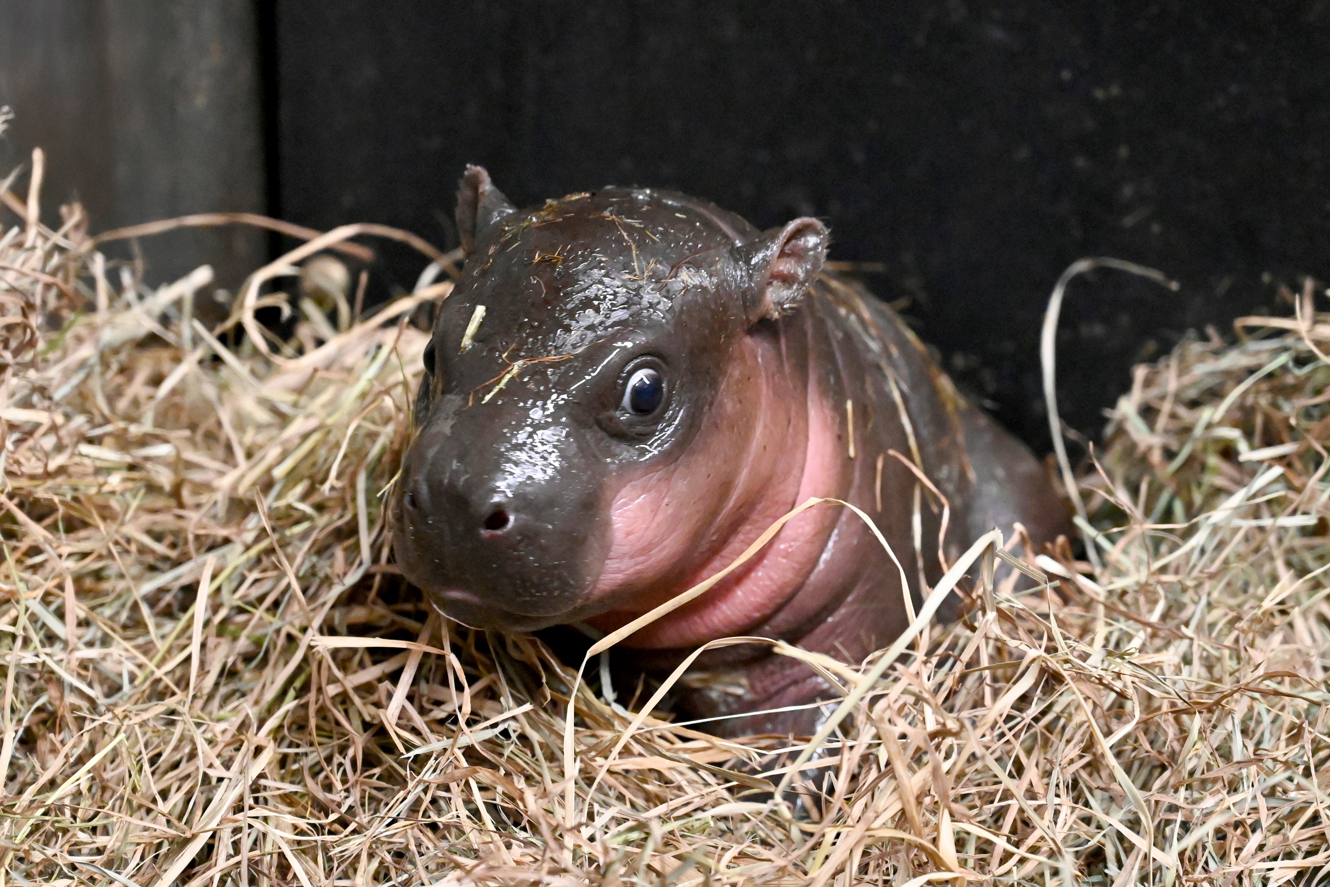 The hippo, who is yet to be named, is the third calf for mother Iris and father Corwin