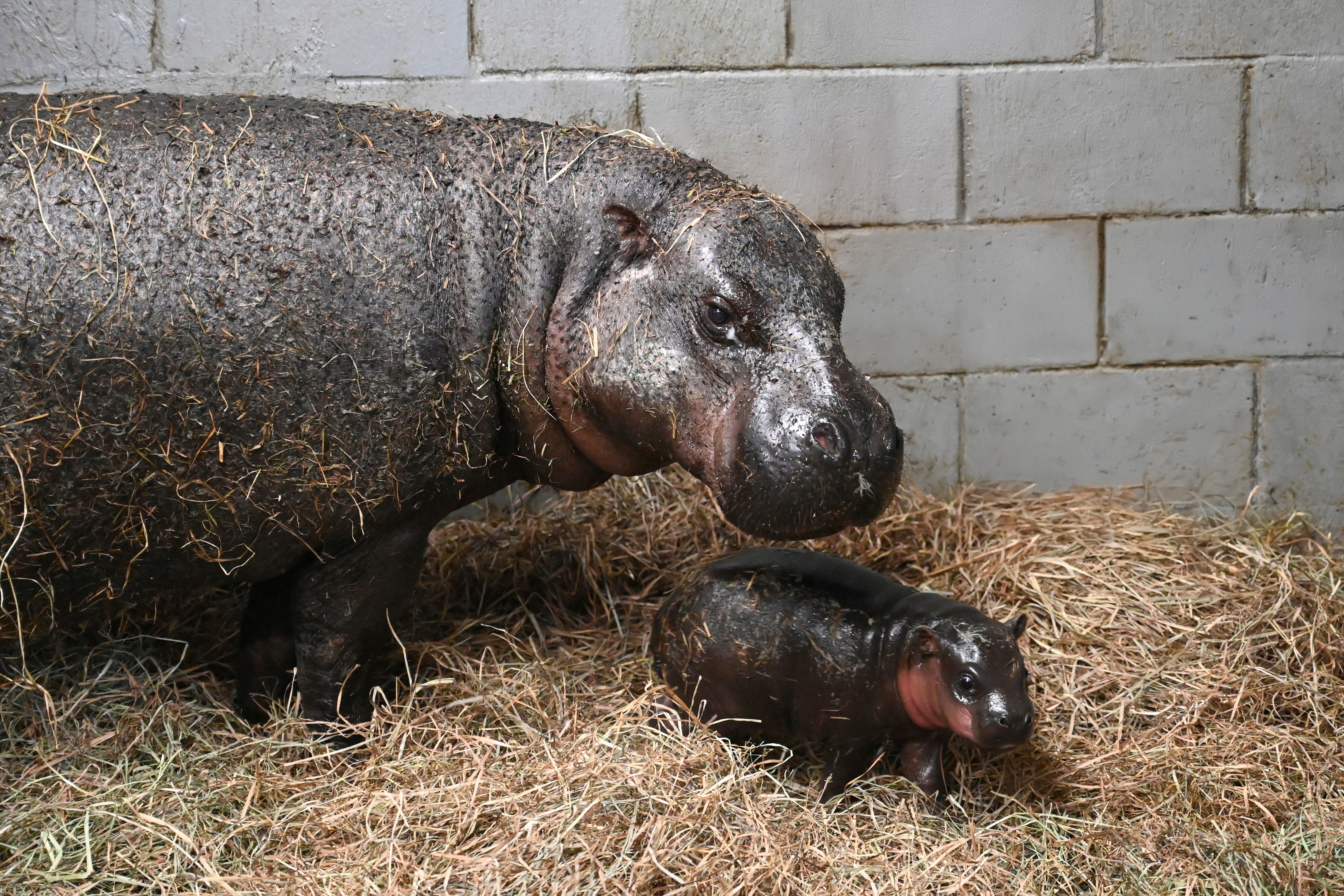 The proud mother with the latest addition to her family