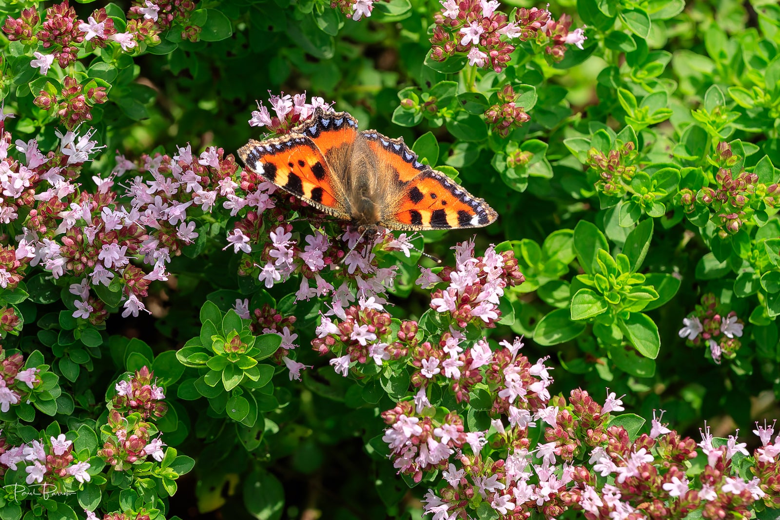 Species including the small tortoiseshell (pictured), the chalk hill blue and small copper suffered their worst year ever