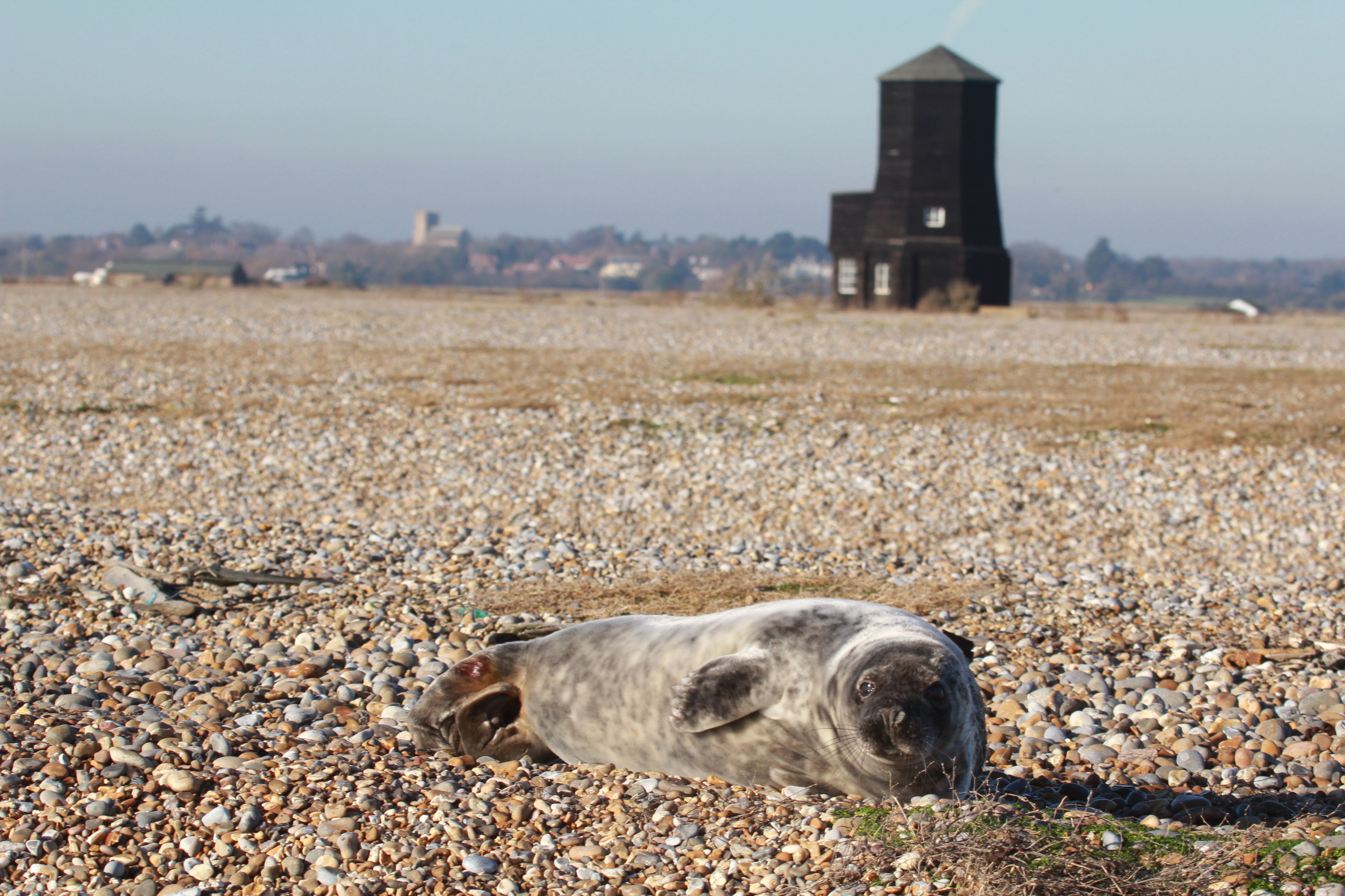 Grey seal at Orford Ness with Black Beacon in the background (National Trust/PA)