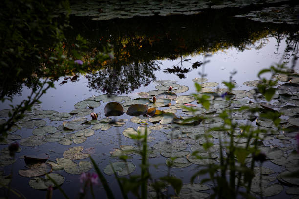 Water lilies in Claude Monet’s garden at sunrise in Giverny