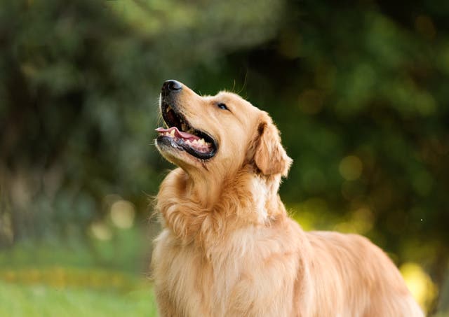 <p>Seventy-eight per cent of Brits said that the golden retriever is their favourite breed of dog </p>