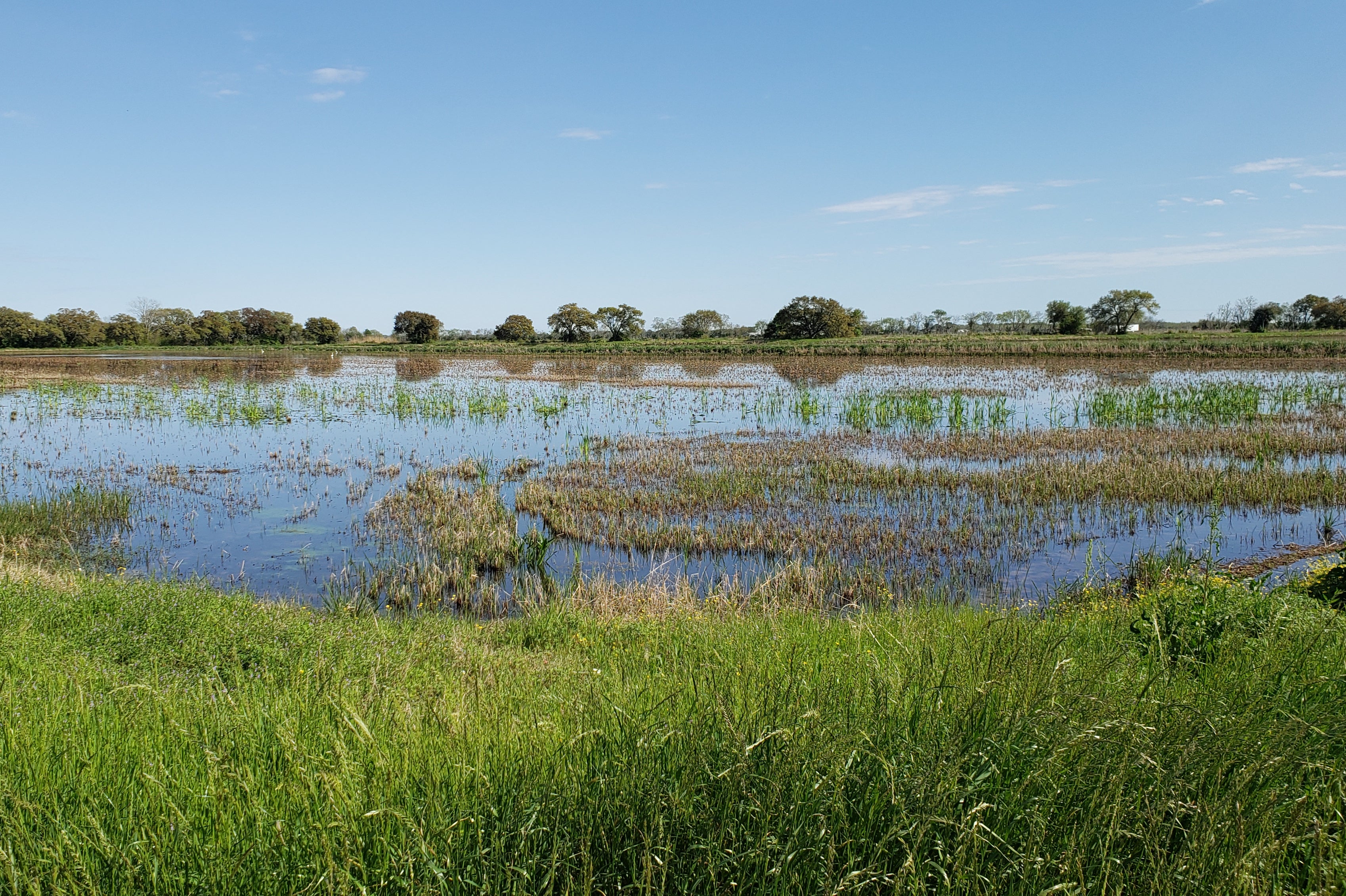 Crawfish farms are scattered across southern Louisiana