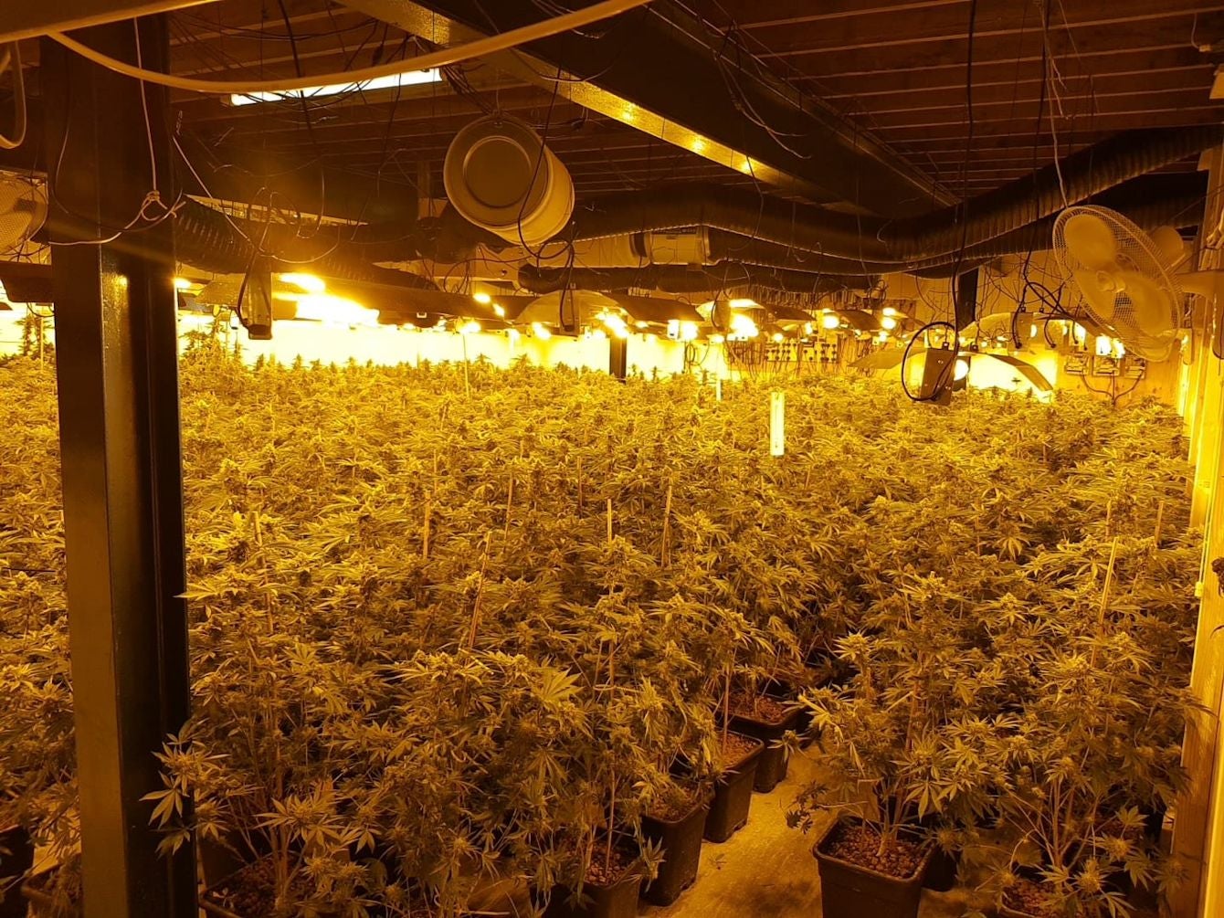 A suspected cannabis farm discovered by Sussex Police. More than 500,000 cannabis plants were seized in England and Wales in 2022/2023