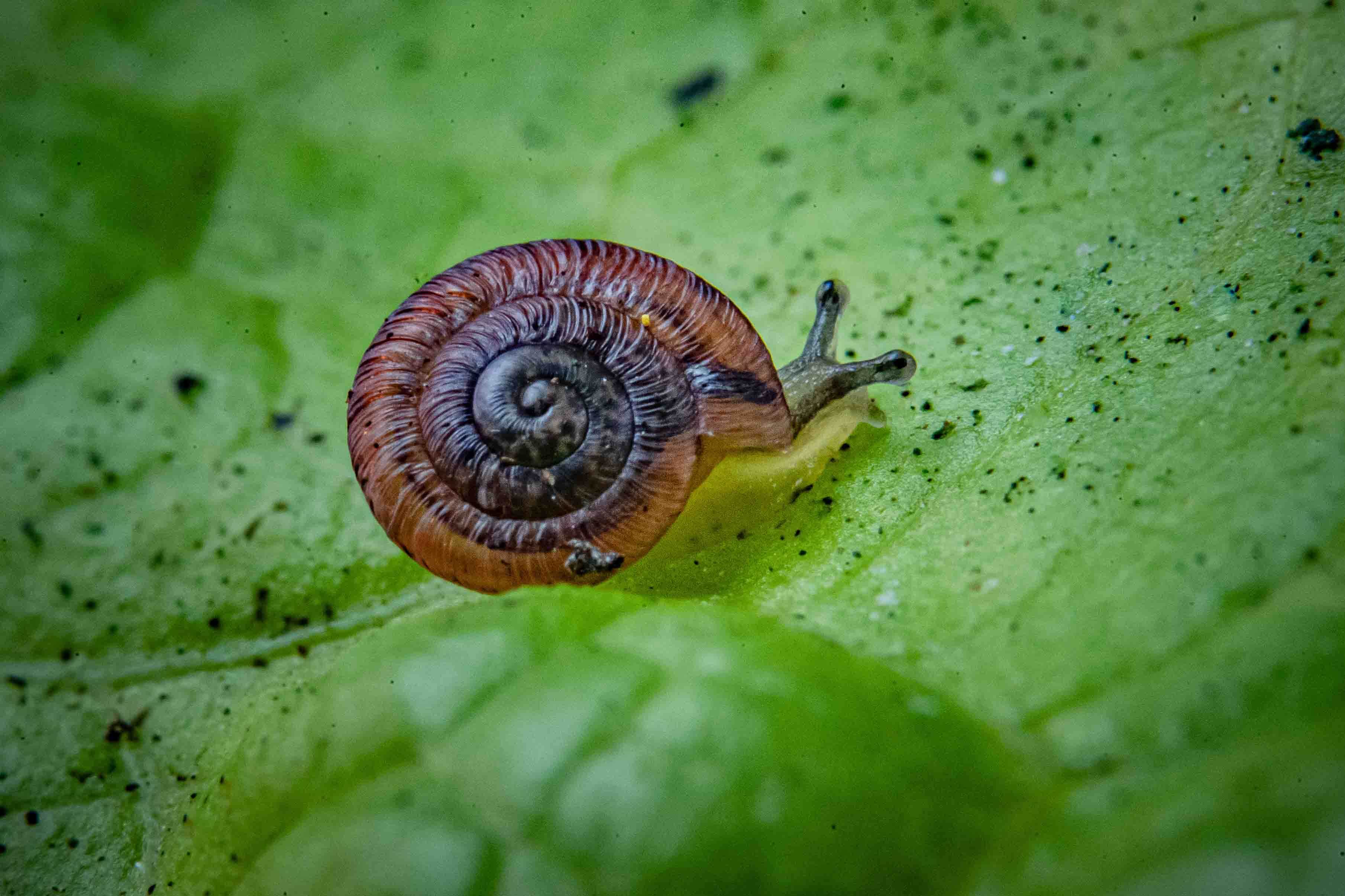 The snails can only be found on Islands in Madeira (Chester Zoo/PA)