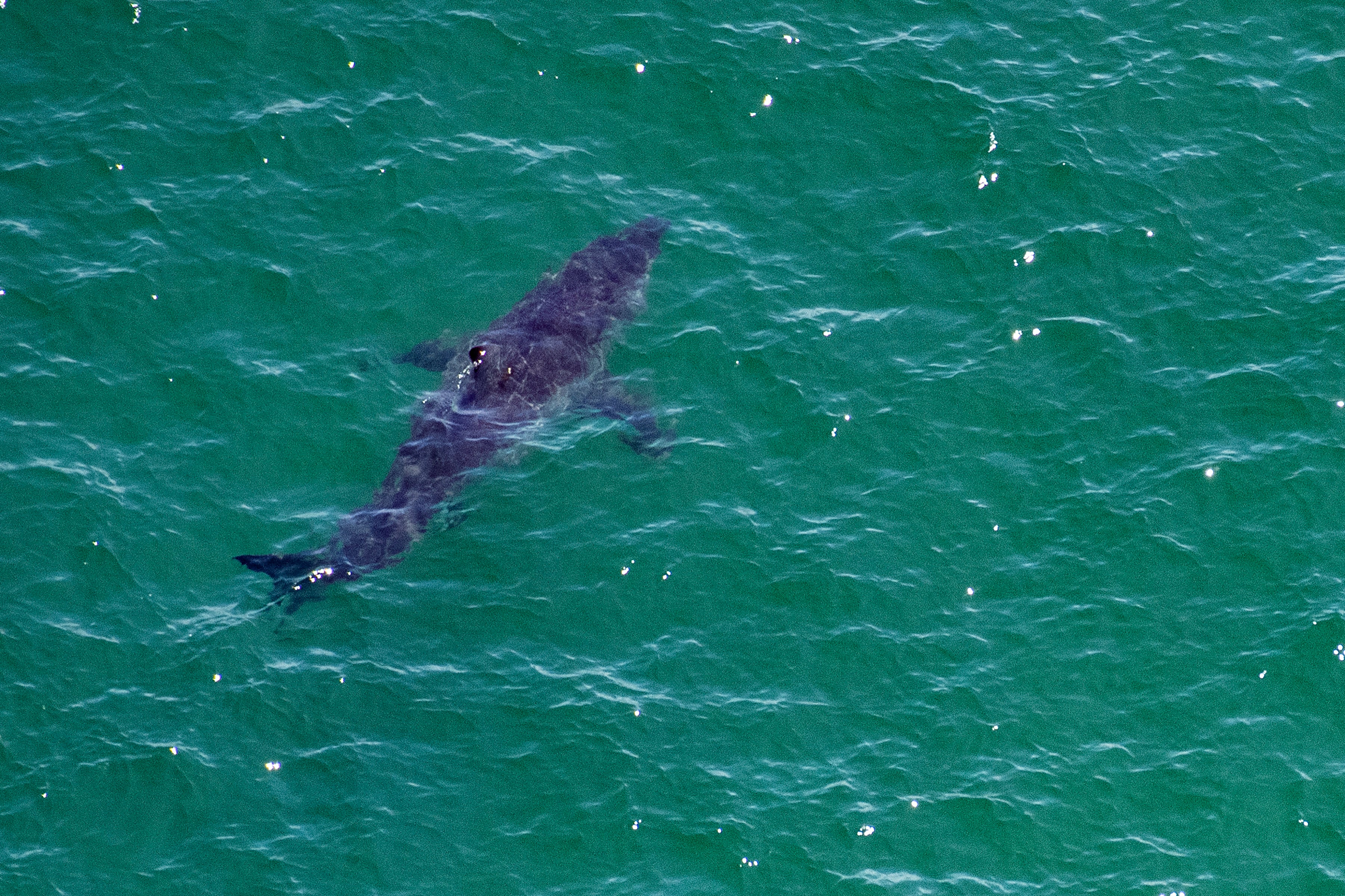 A great white shark swims off Cape Cod National Sea Shore, Massachusetts, on 15 July 2022
