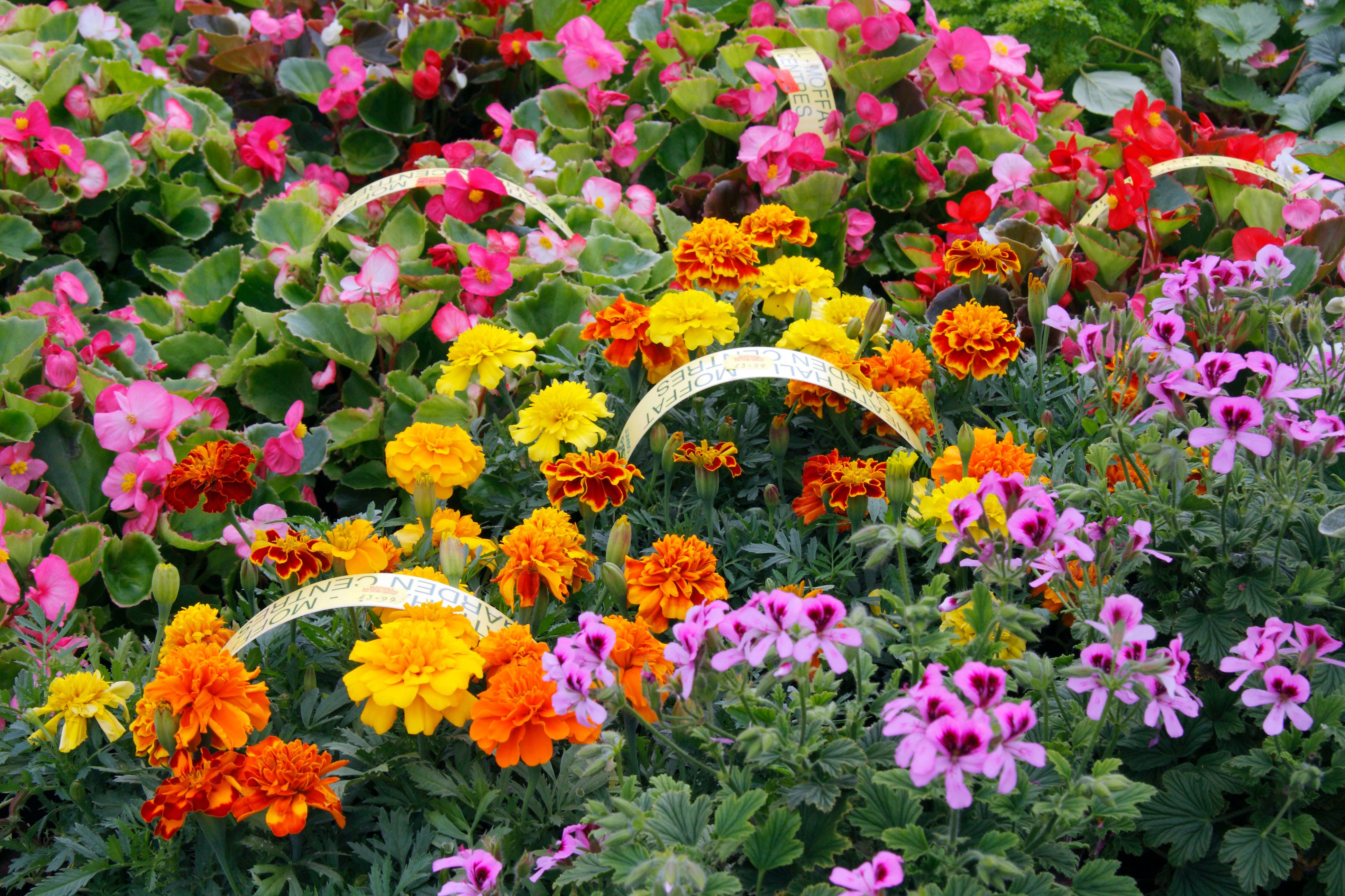 Try these productive perennials for colour in your garden (Alamy/PA)