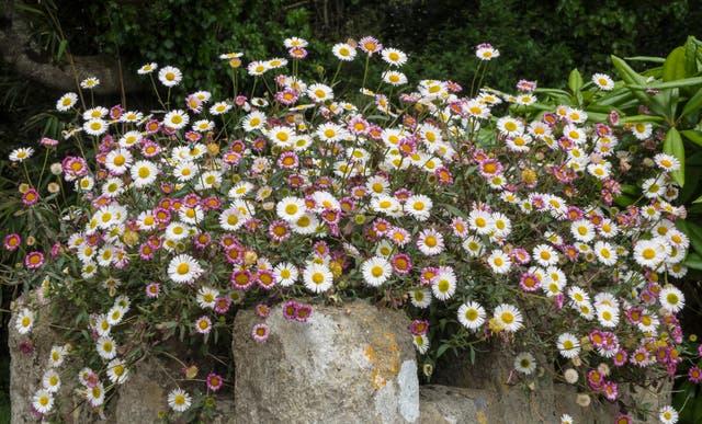 <p>Mexican Fleabane on a garden wall</p>