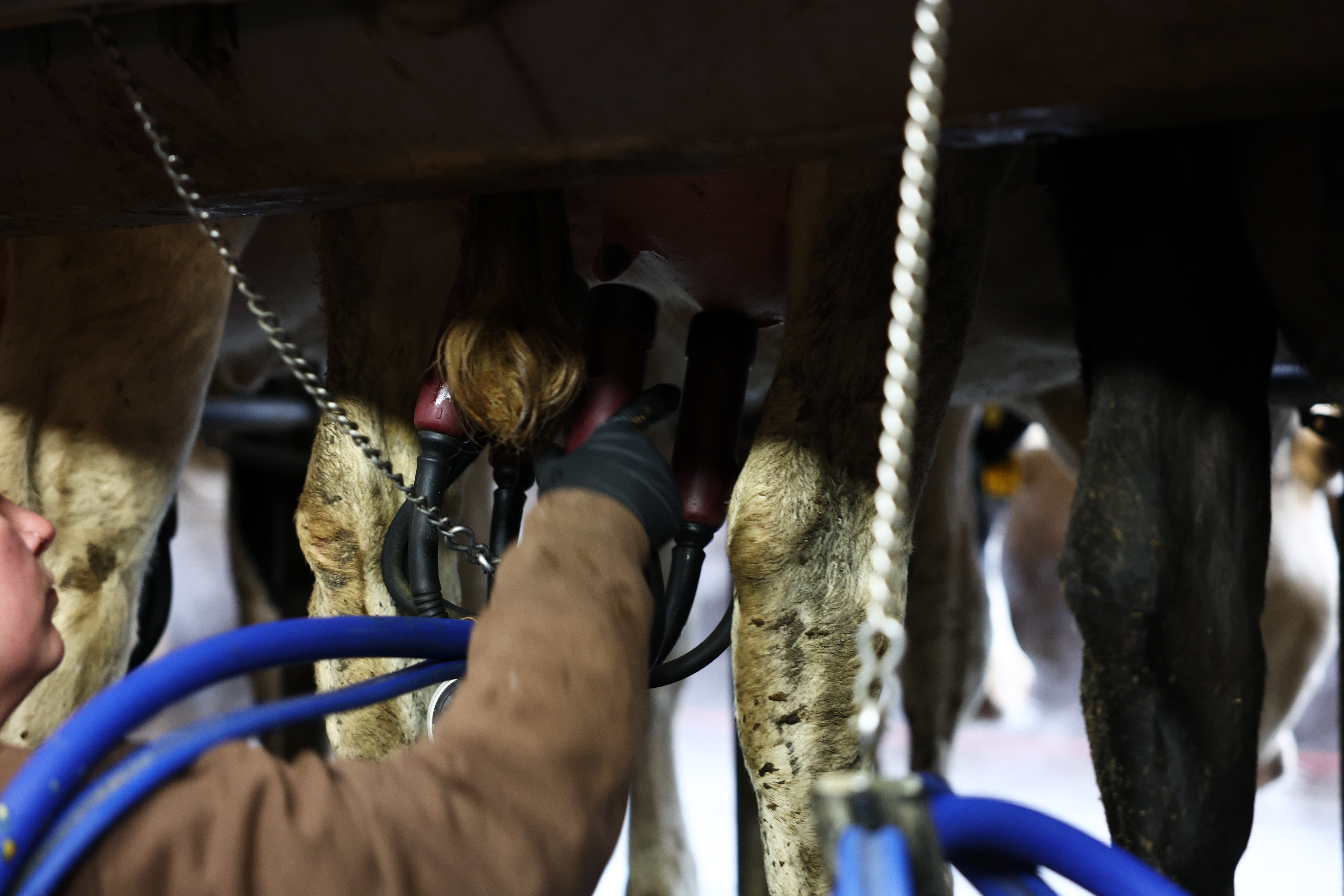 Cows are prepared to be milked this month at the Cornell University Teaching Dairy Barn in Ithaca, New York. Testing has been ramped up in states across the US as the virus continues to spread