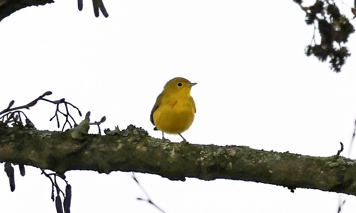 The Yellow Arbler spotted in Larkfield, near Maidstone, Kent