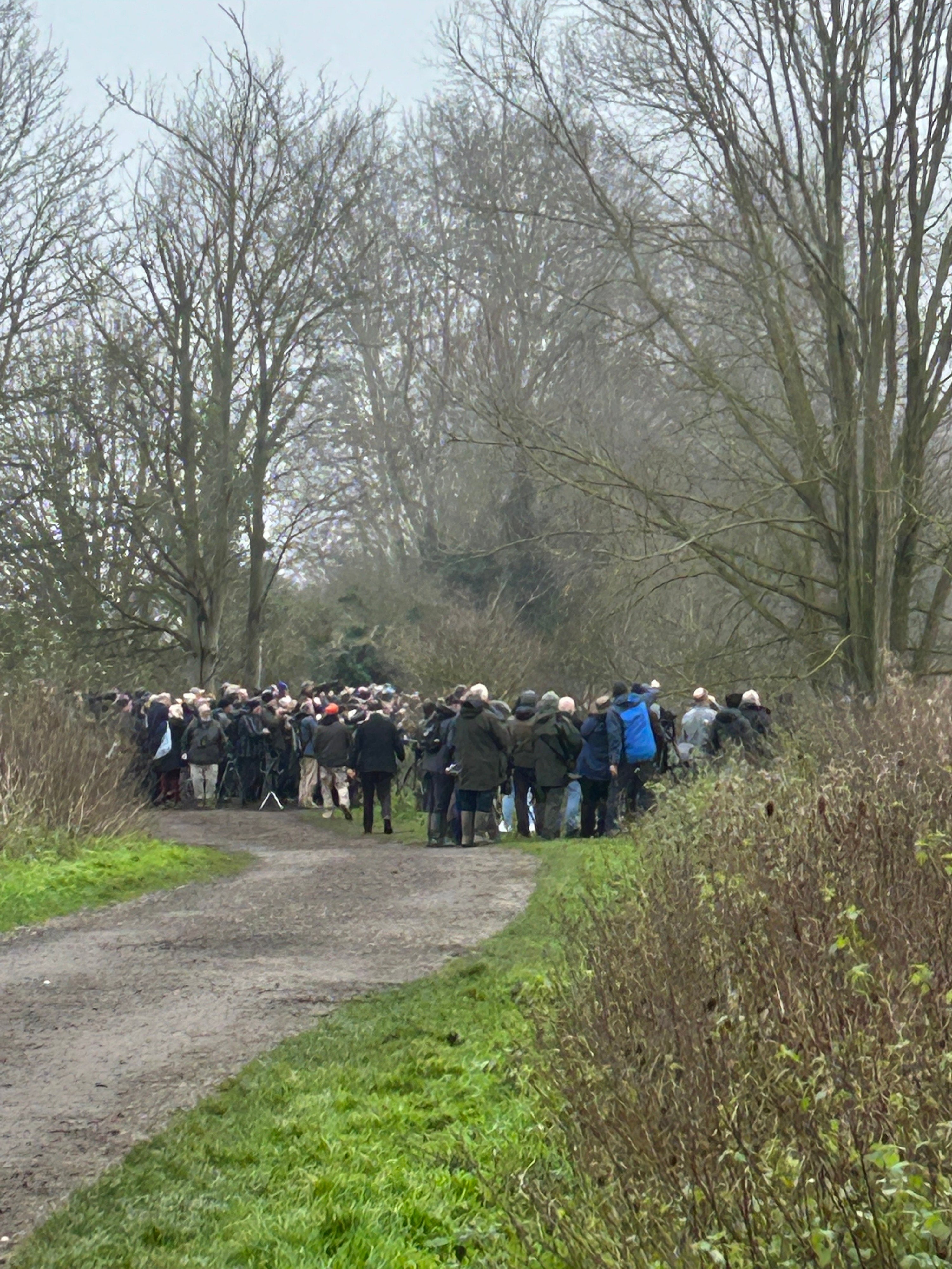 Dozens of birdwatchers attempting to catch site of the American yellow warbler near Maidstone, Kent