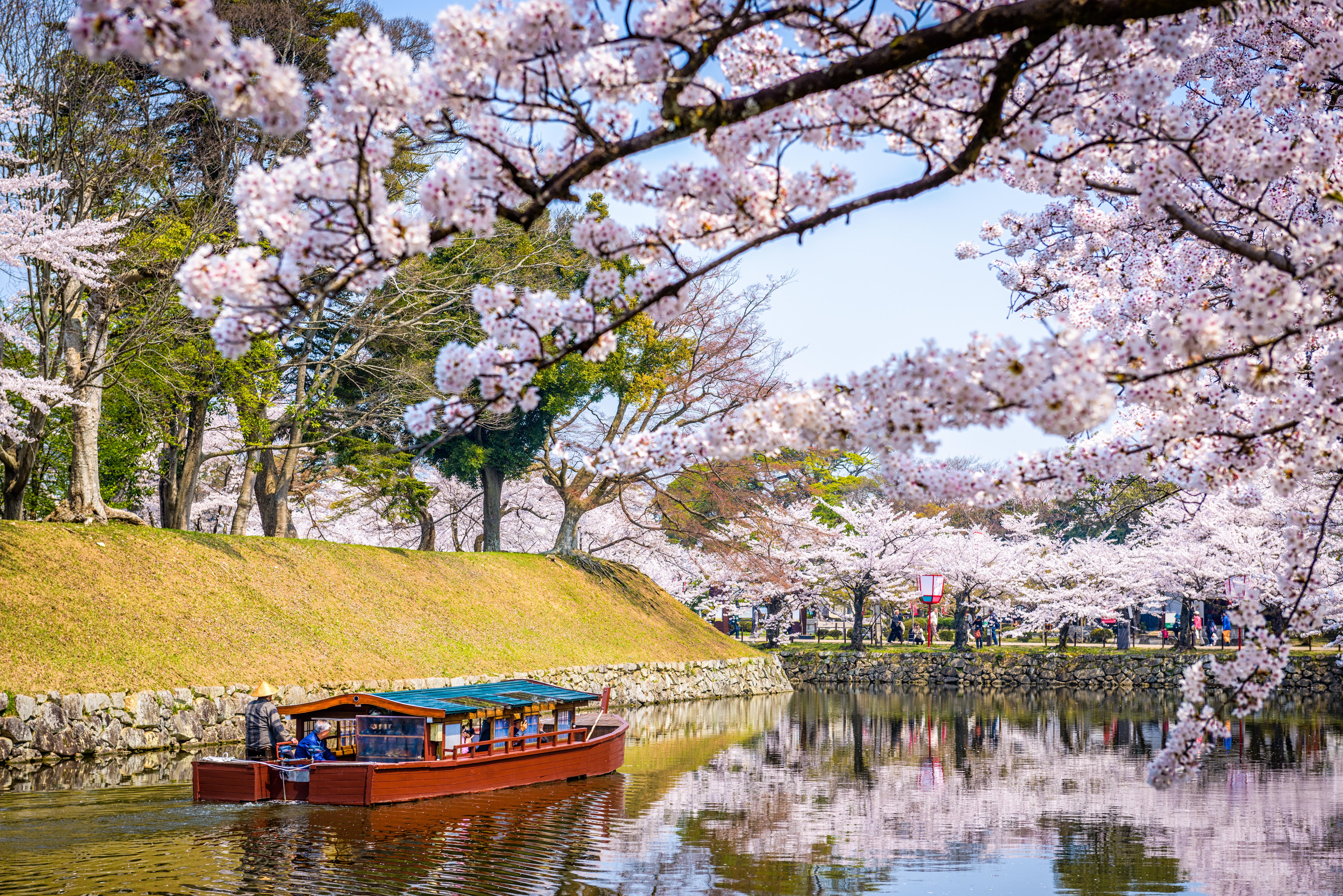 Seeing Japan’s cherry blossoms by water