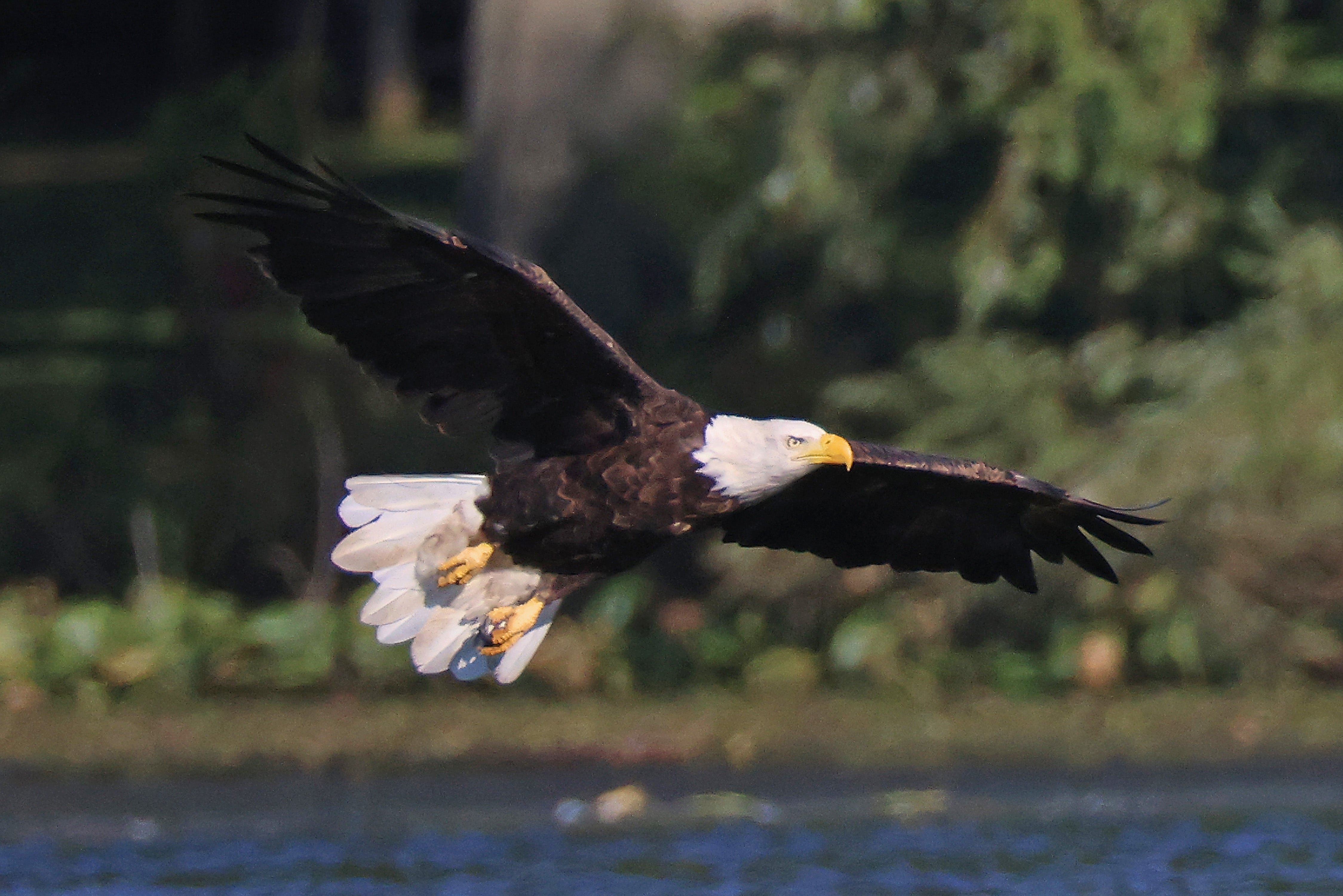 A Horizon Air flight collided with an eagle last week, forcing the crew to turn around and land