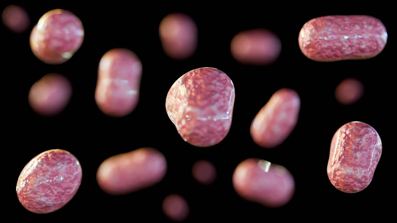 A 3D rendering shows the bacterium Francisella tularensis. It causes tularemia disease